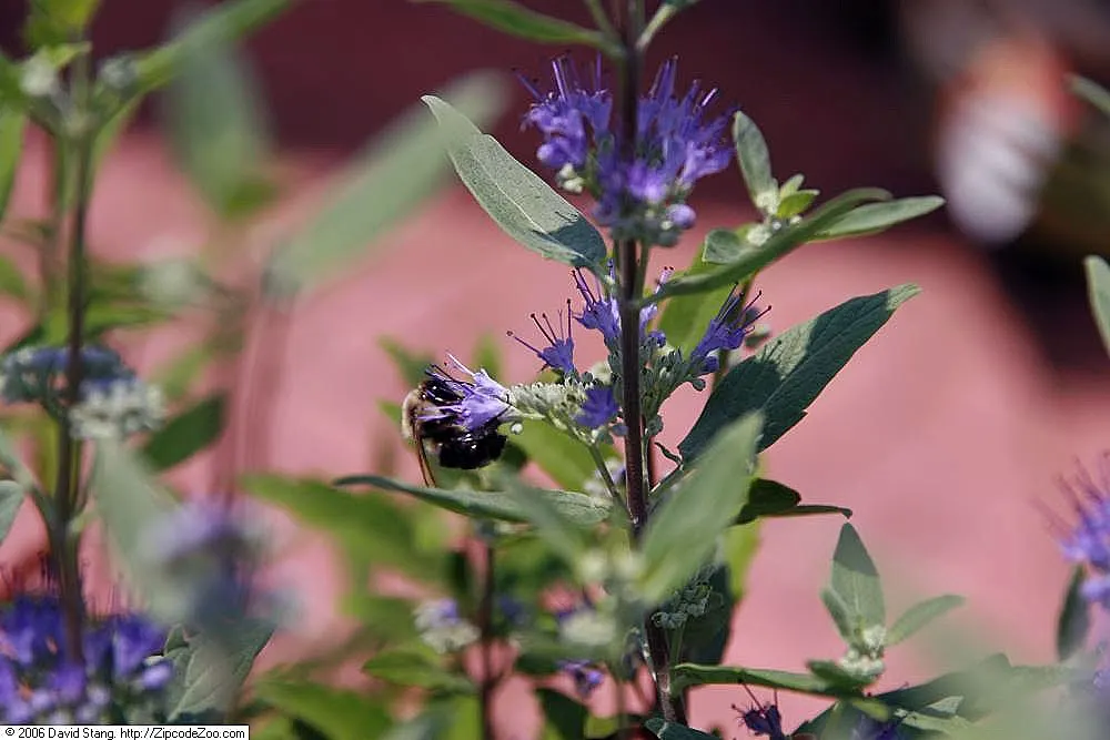 Blue Mist Shrub, Blue Beard (Caryopteris X Clandonensis) — or as a specimen in a mixed bed; making it a low-maintenance choice for xeriscaped gardens and