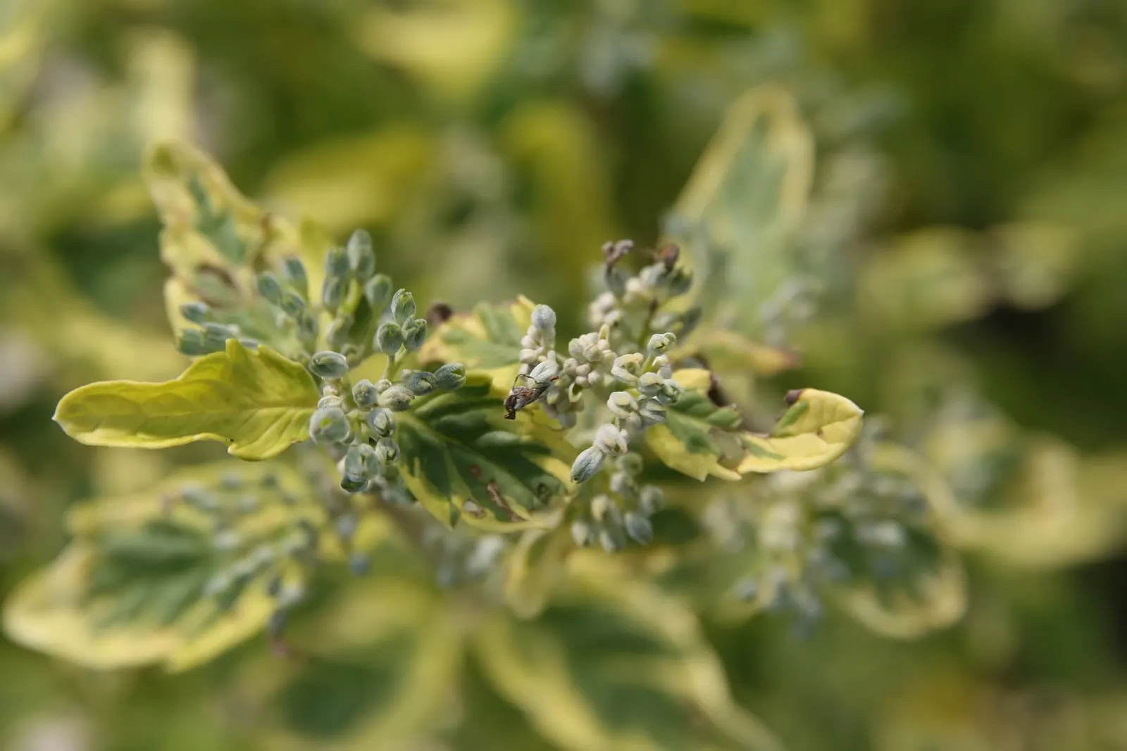 Blue Mist Shrub, Blue Beard (Caryopteris X Clandonensis) — Gray-green foliage offers a complementary backdrop