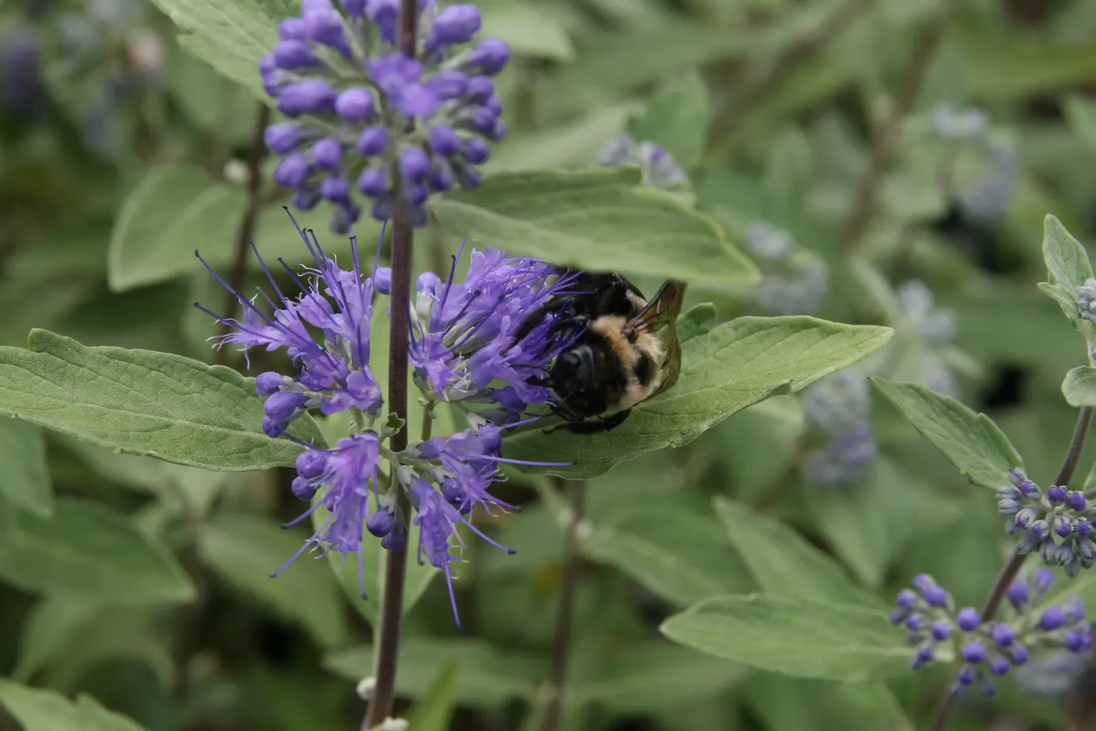 Blue Mist Shrub, Blue Beard (Caryopteris X Clandonensis) — it attracts pollinators while providing a splash of color when many other plants fade; thrives in