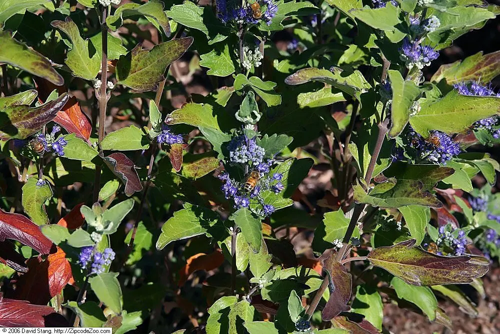 Blue Mist Shrub, Blue Beard (Caryopteris X Clandonensis) — is a compact perennial with a height and spread of 2 to 3 feet
