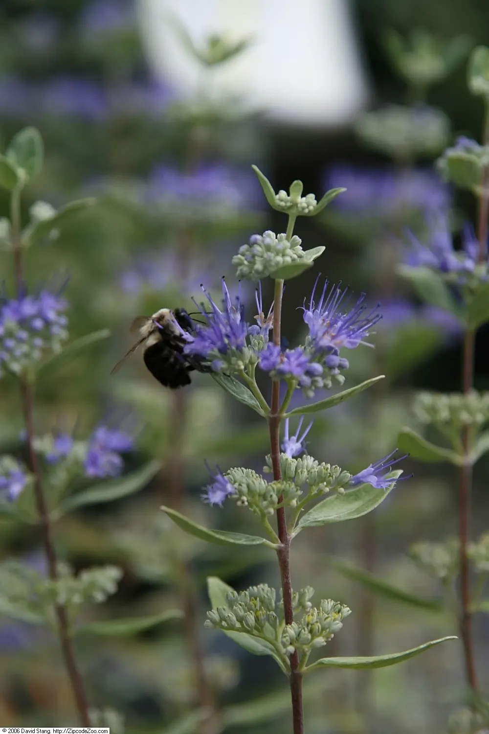 Blue Mist Shrub, Blue Beard (Caryopteris X Clandonensis) — perennial / shrub with blue blooms; is a delightful deciduous perennial that can add a splash of