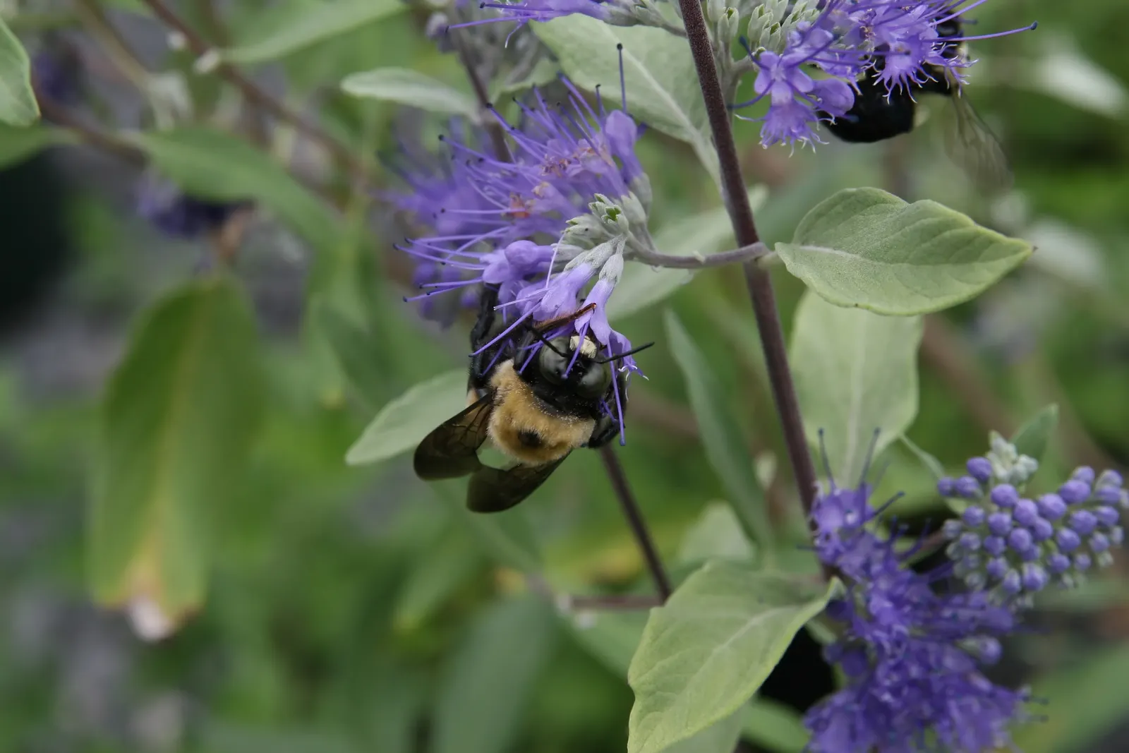 Blue Mist Shrub, Blue Beard (Caryopteris X Clandonensis) — This compact shrub typically attains a mature size of 2 to 3 feet tall with a similar spread