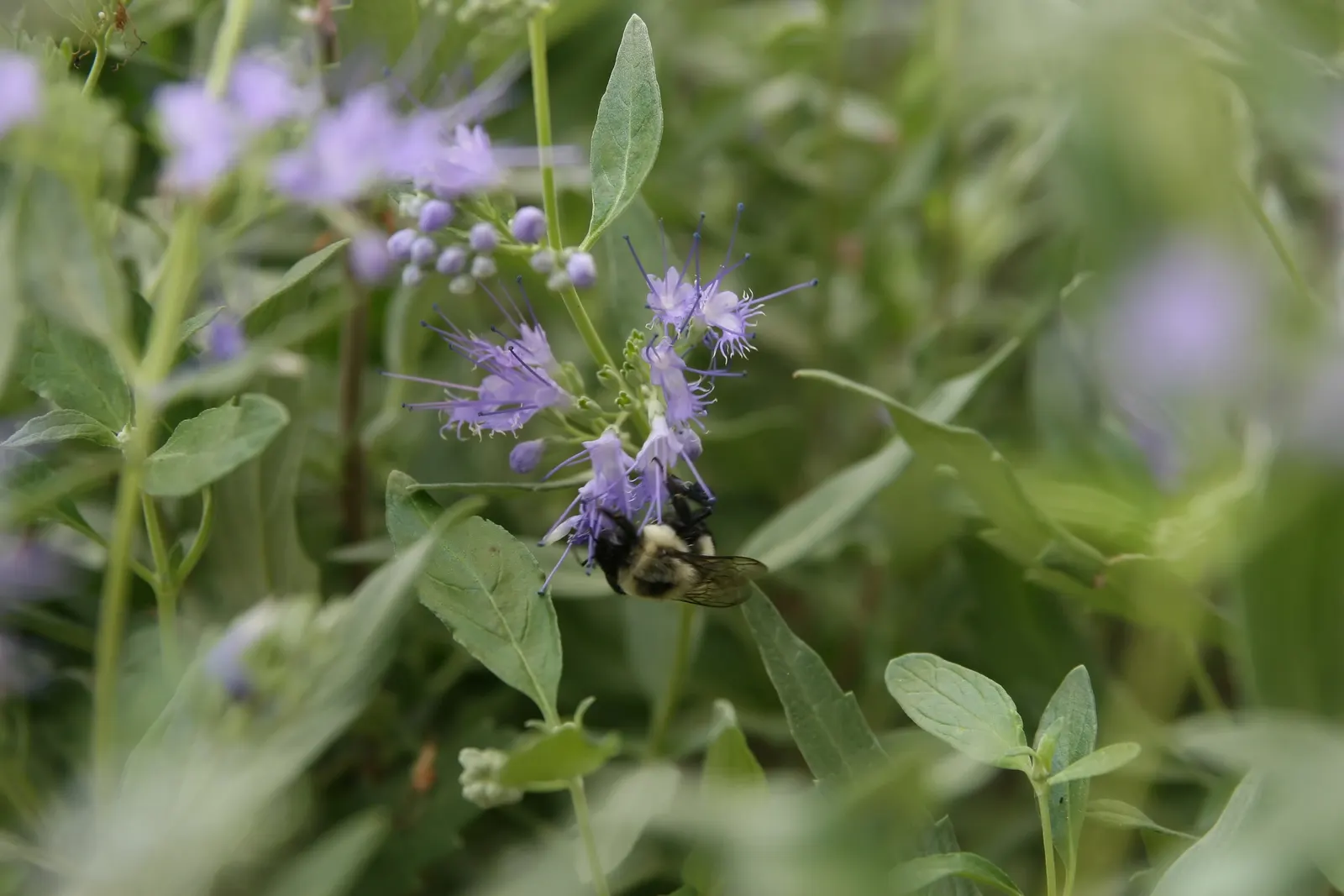 Blue Mist Shrub, Blue Beard (Caryopteris X Clandonensis) — Gray-green foliage offers a complementary backdrop; it is drought tolerant once established