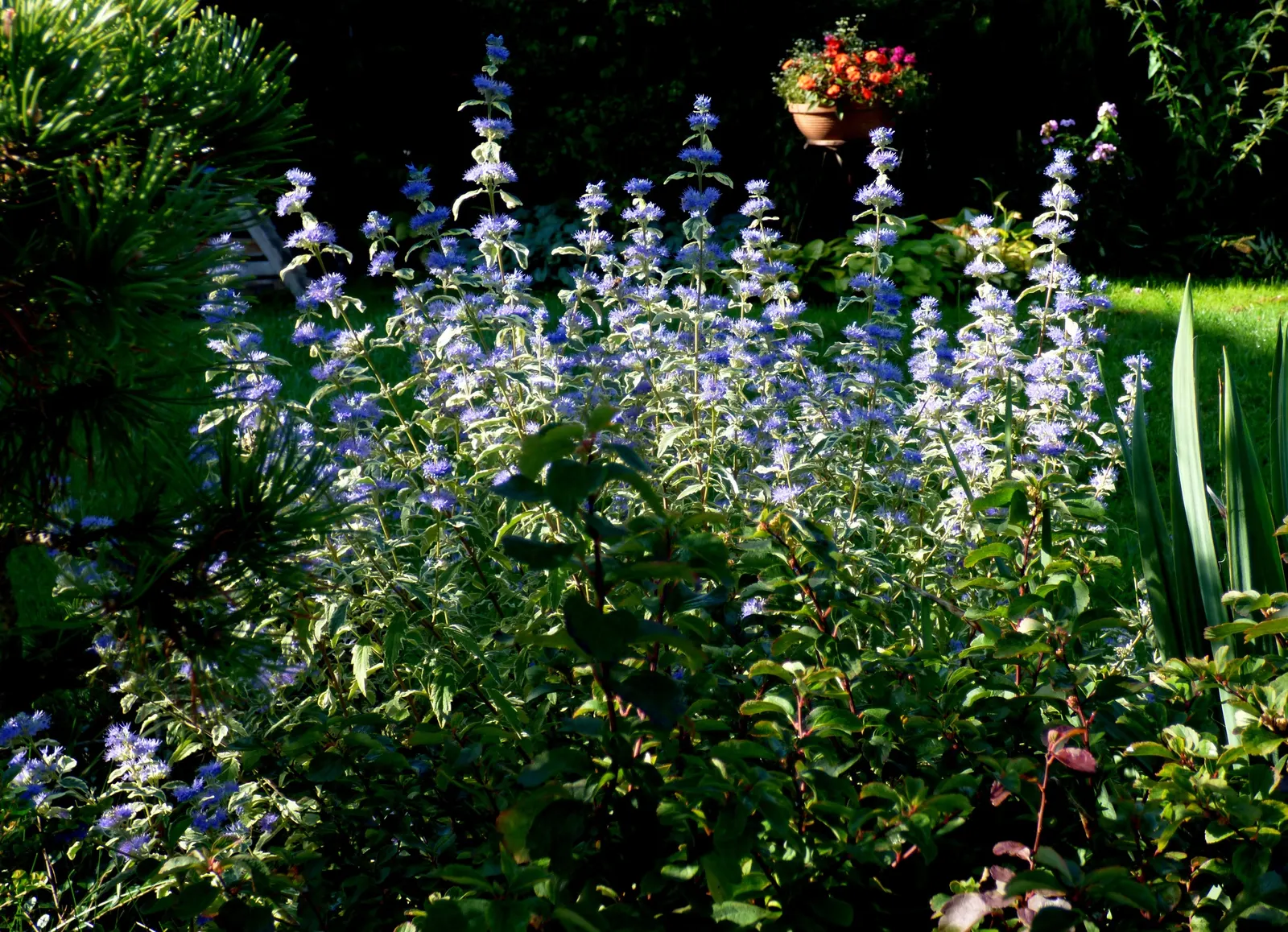 Blue Mist Shrub, Blue Beard (Caryopteris X Clandonensis) — It is drought tolerant once established