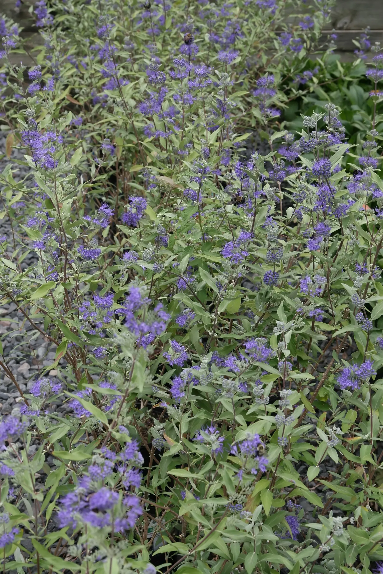 Blue Mist Shrub, Blue Beard (Caryopteris X Clandonensis) — Blue Mist Shrub (Caryopteris x clandonensis); it attracts pollinators while providing a splash of