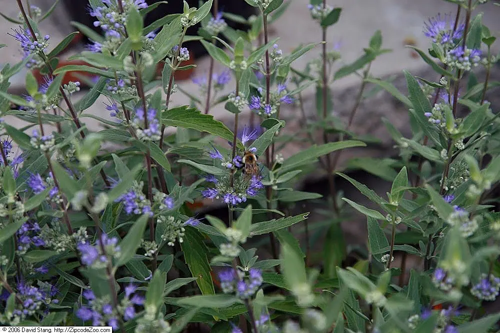 Blue Mist Shrub, Blue Beard (Caryopteris X Clandonensis) — Renowned for its profuse blue flowers in late summer and fall; perennial / shrub with blue blooms