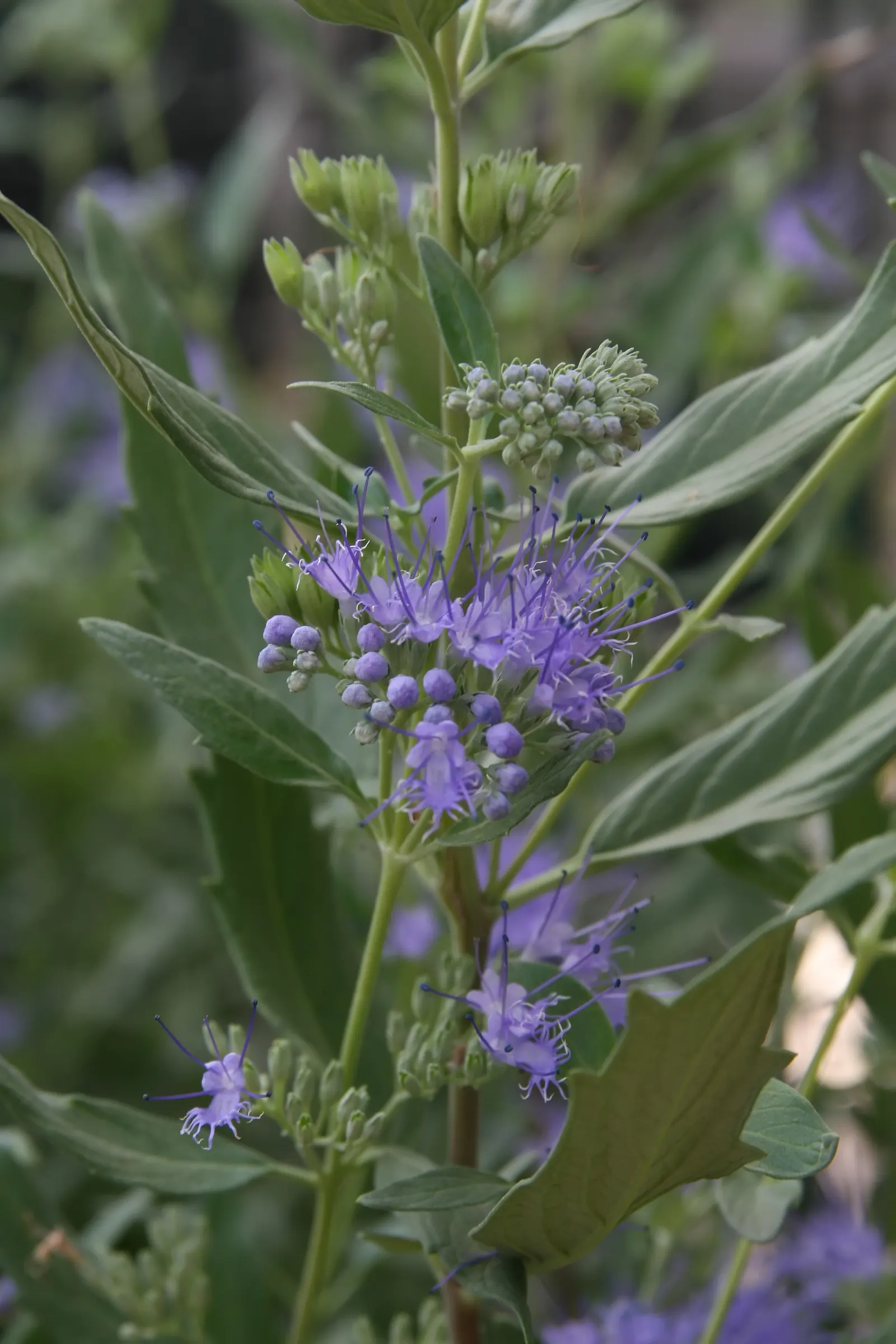 Blue Mist Shrub, Blue Beard (Caryopteris X Clandonensis) — and often referred to as Bluebeard; its compact size and alluring color make it an ideal candidate