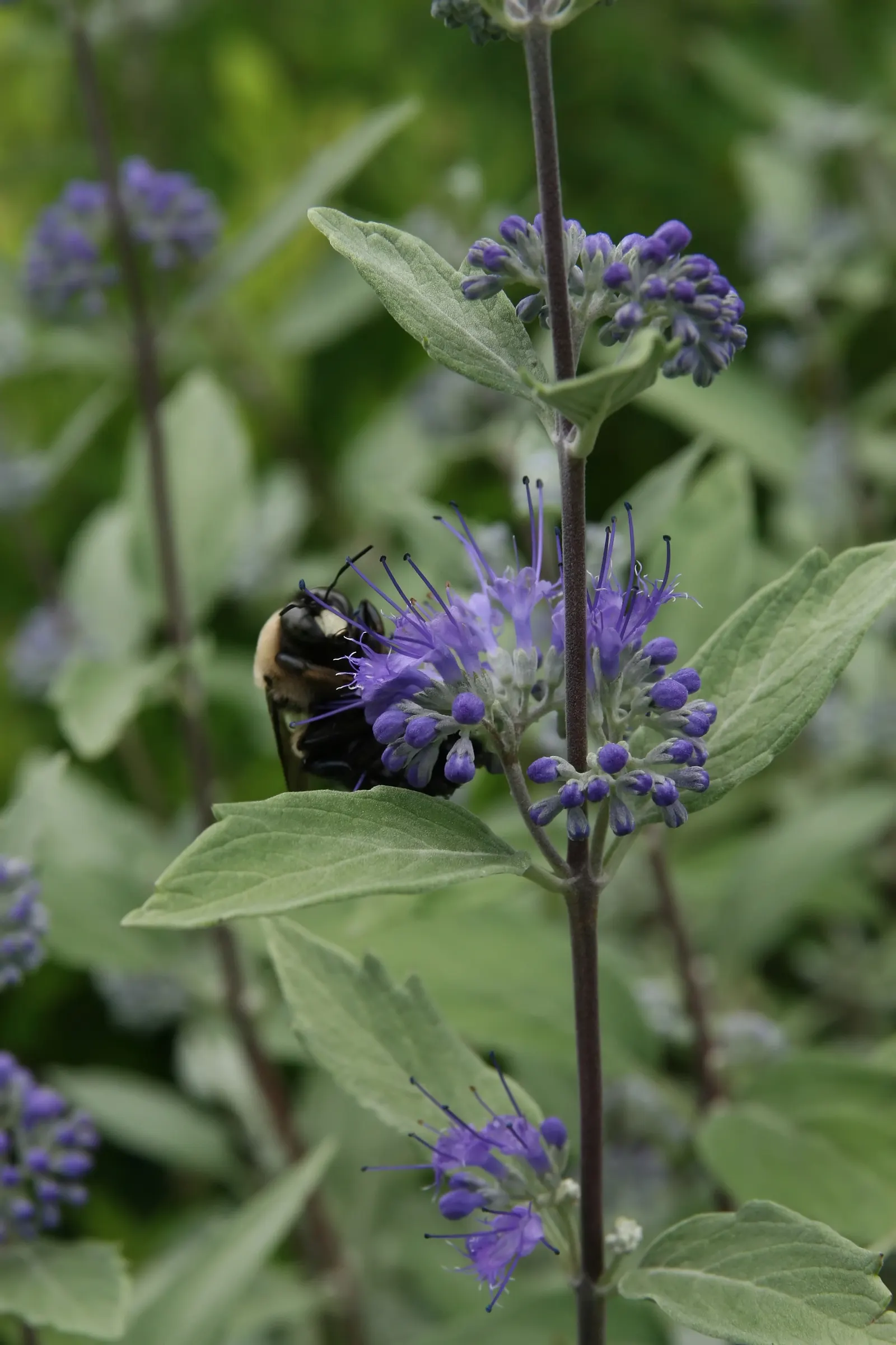 Blue Mist Shrub, Blue Beard (Caryopteris X Clandonensis) — or as a specimen in a mixed bed