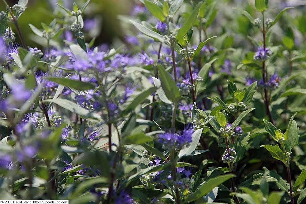 Blue Mist Shrub, Blue Beard (Caryopteris X Clandonensis) — its compact size and alluring color make it an ideal candidate for borders; scientifically named