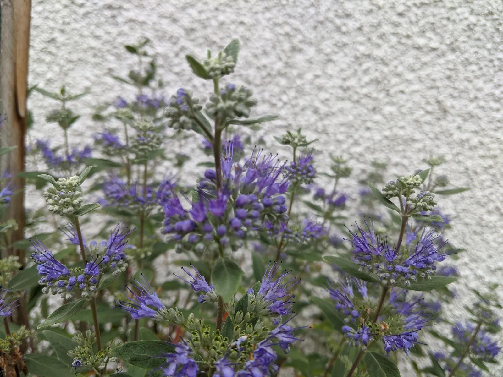 Blue Mist Shrub, Blue Beard (Caryopteris X Clandonensis) — making it a low-maintenance choice for xeriscaped gardens and water-conservation, image 33