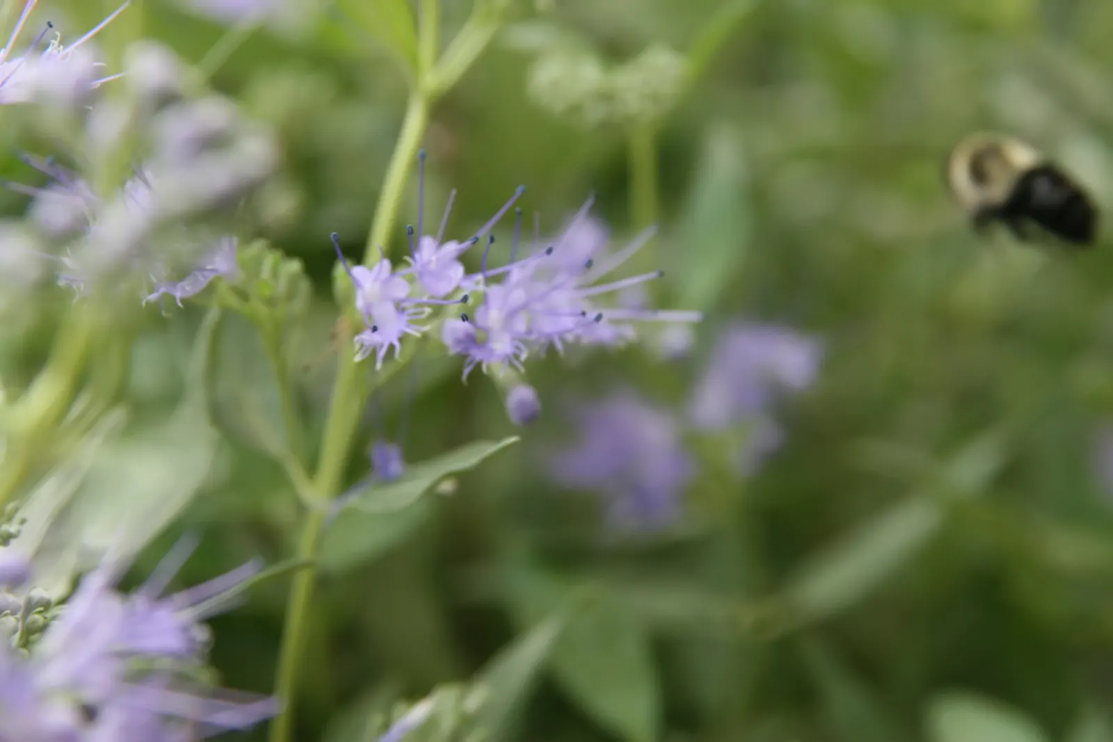 Blue Mist Shrub, Blue Beard (Caryopteris X Clandonensis) — blue flowers in the garden