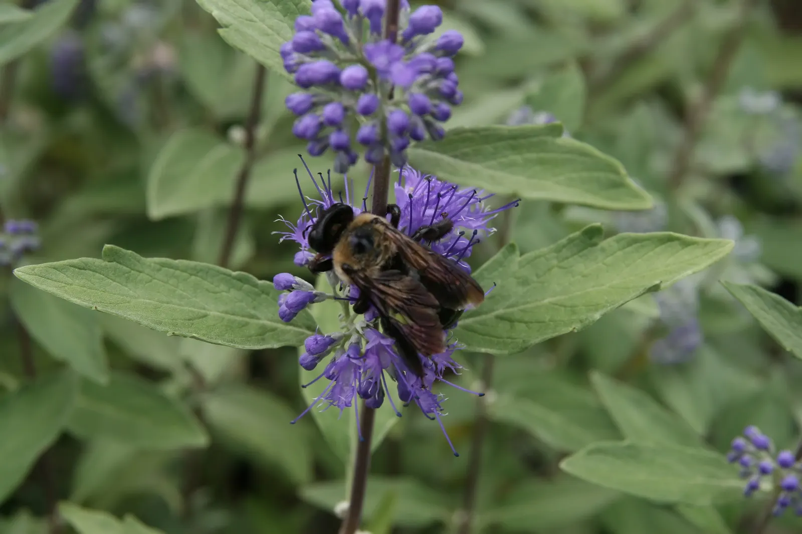 Blue Mist Shrub, Blue Beard (Caryopteris X Clandonensis) — perennial / shrub for full