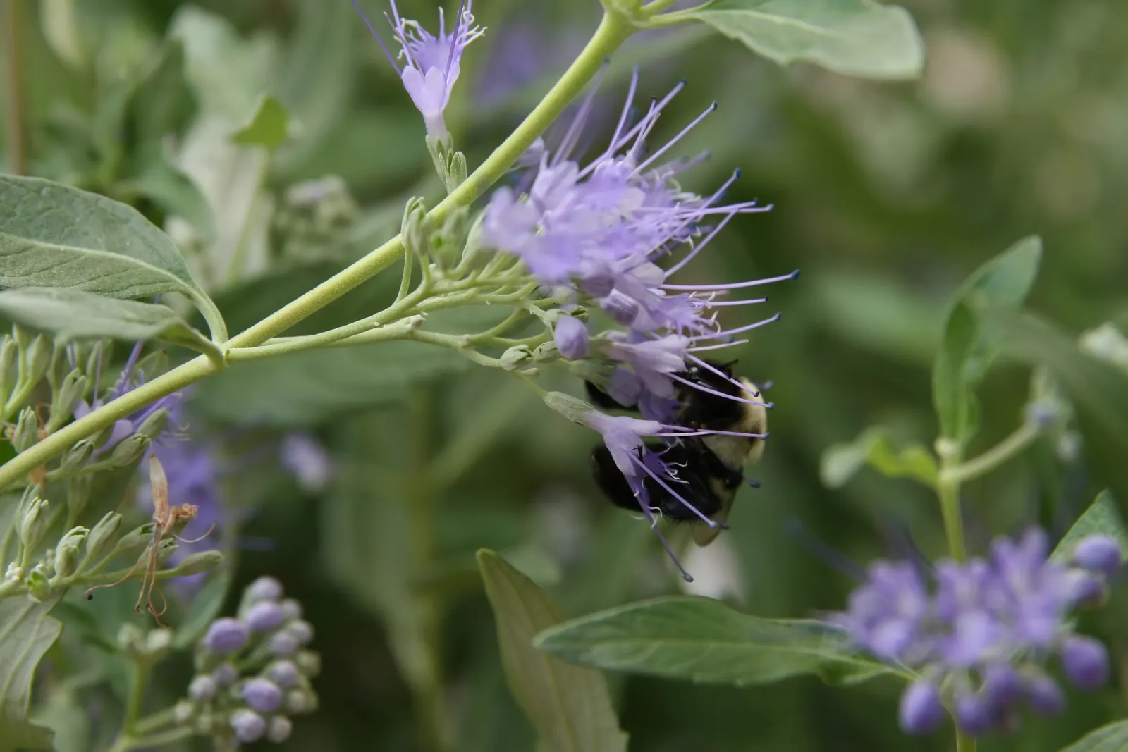 Blue Mist Shrub, Blue Beard (Caryopteris X Clandonensis) — perennial / shrub with blue blooms