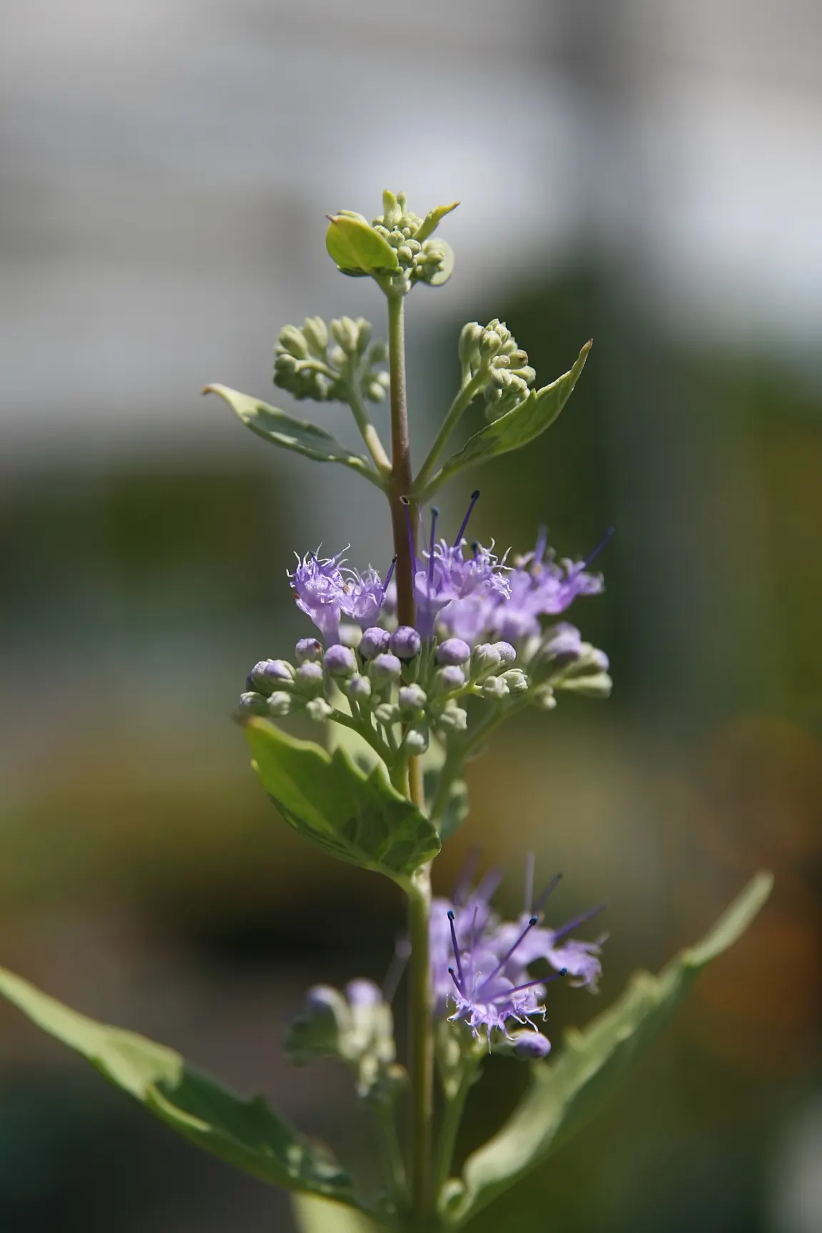 Blue Mist Shrub, Blue Beard (Caryopteris X Clandonensis) — Renowned for its profuse blue flowers in late summer and fall