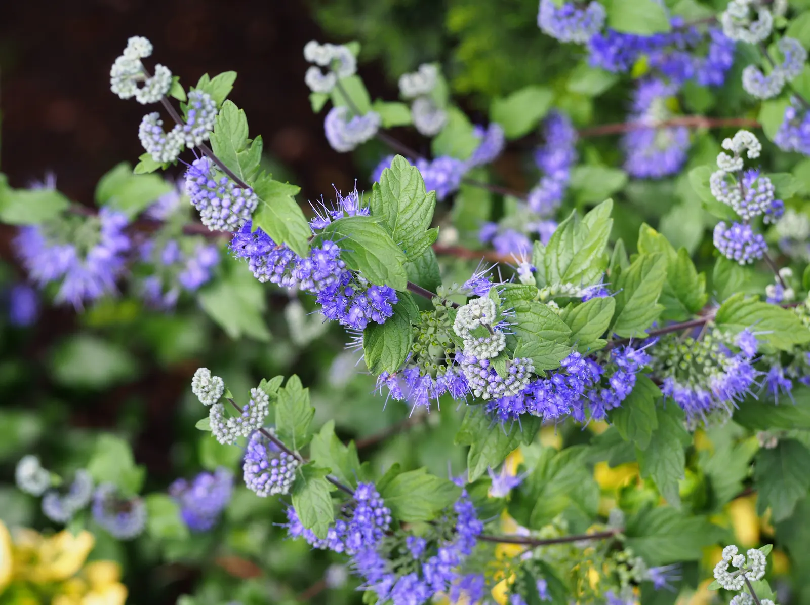 Blue Mist Shrub, Blue Beard (Caryopteris X Clandonensis) — blue flowers in the garden; is a compact perennial with a height and spread of 2 to 3 feet