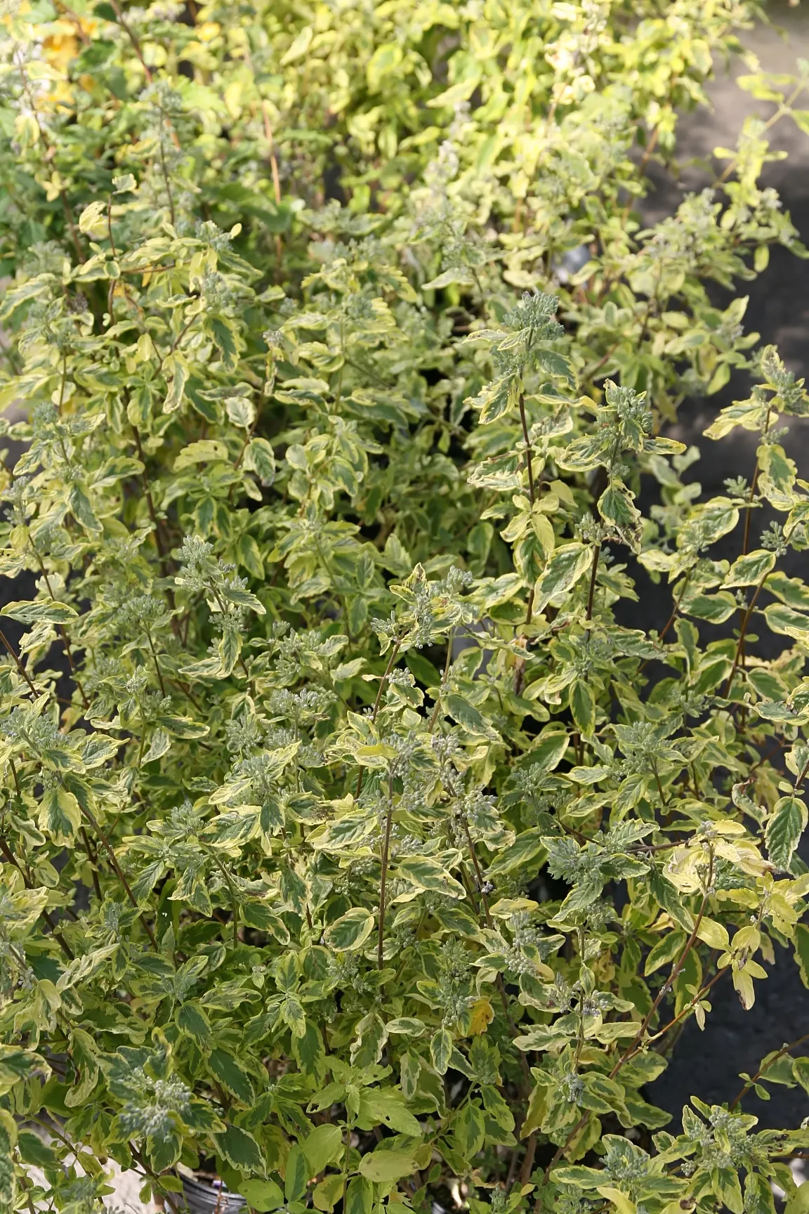 Blue Mist Shrub, Blue Beard (Caryopteris X Clandonensis) — Thrives in full sun and well-draining soil, and displays drought tolerance once established; blue
