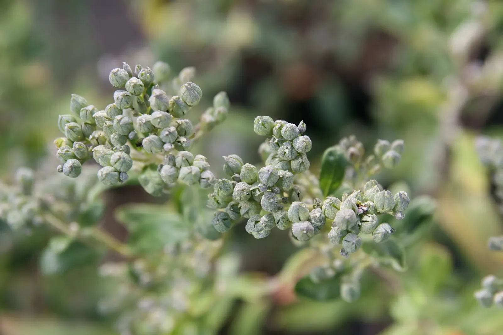 Blue Mist Shrub, Blue Beard (Caryopteris X Clandonensis) — It is drought tolerant once established; the Blue Mist Shrub prefers full sun to part shade and
