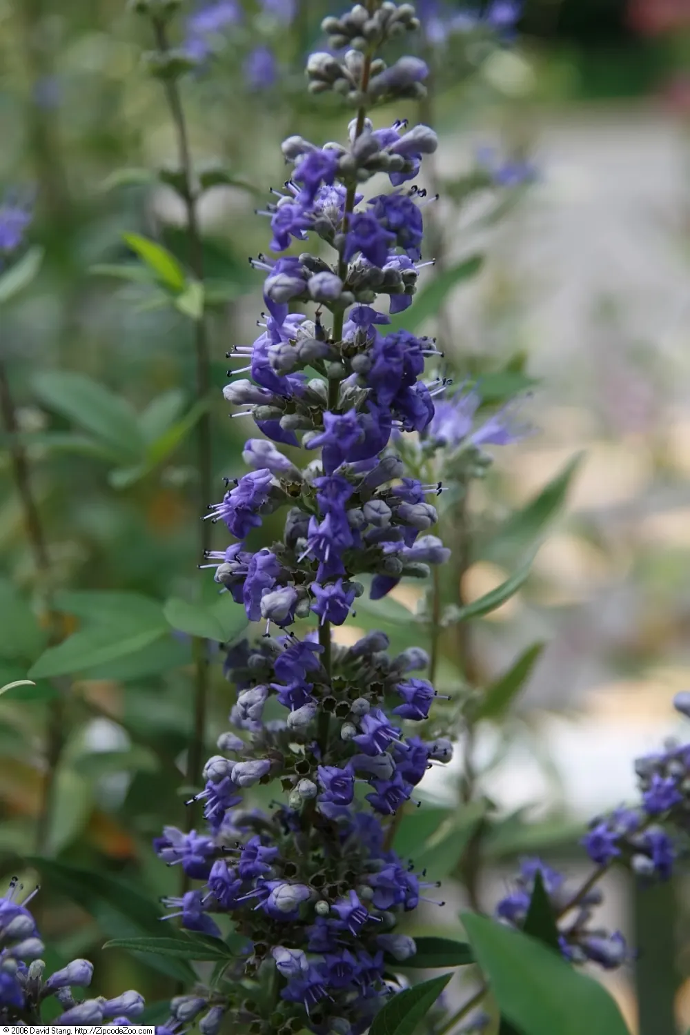 Blue Mist Shrub, Blue Beard (Caryopteris X Clandonensis) — is a delightful deciduous perennial that can add a splash of vibrant blue to any, image 28