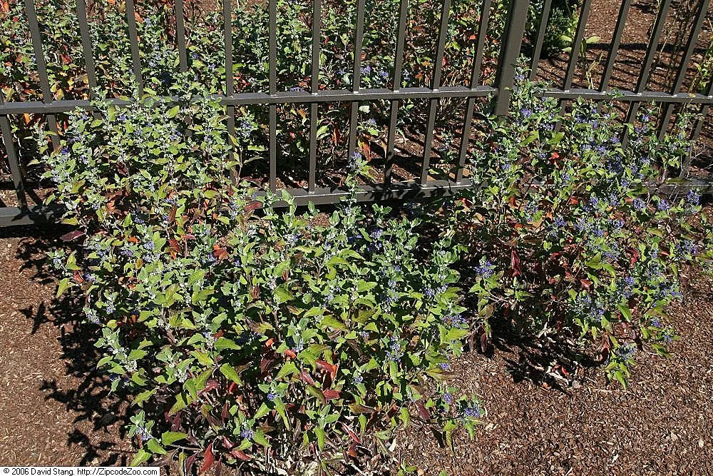 Blue Mist Shrub, Blue Beard (Caryopteris X Clandonensis) — and often referred to as Bluebeard