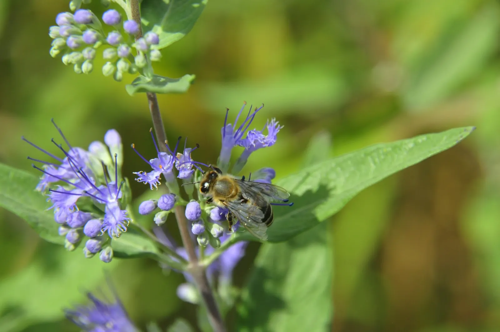 Blue Mist Shrub, Blue Beard (Caryopteris X Clandonensis) — making it a low-maintenance choice for xeriscaped gardens and water-conservation landscapes