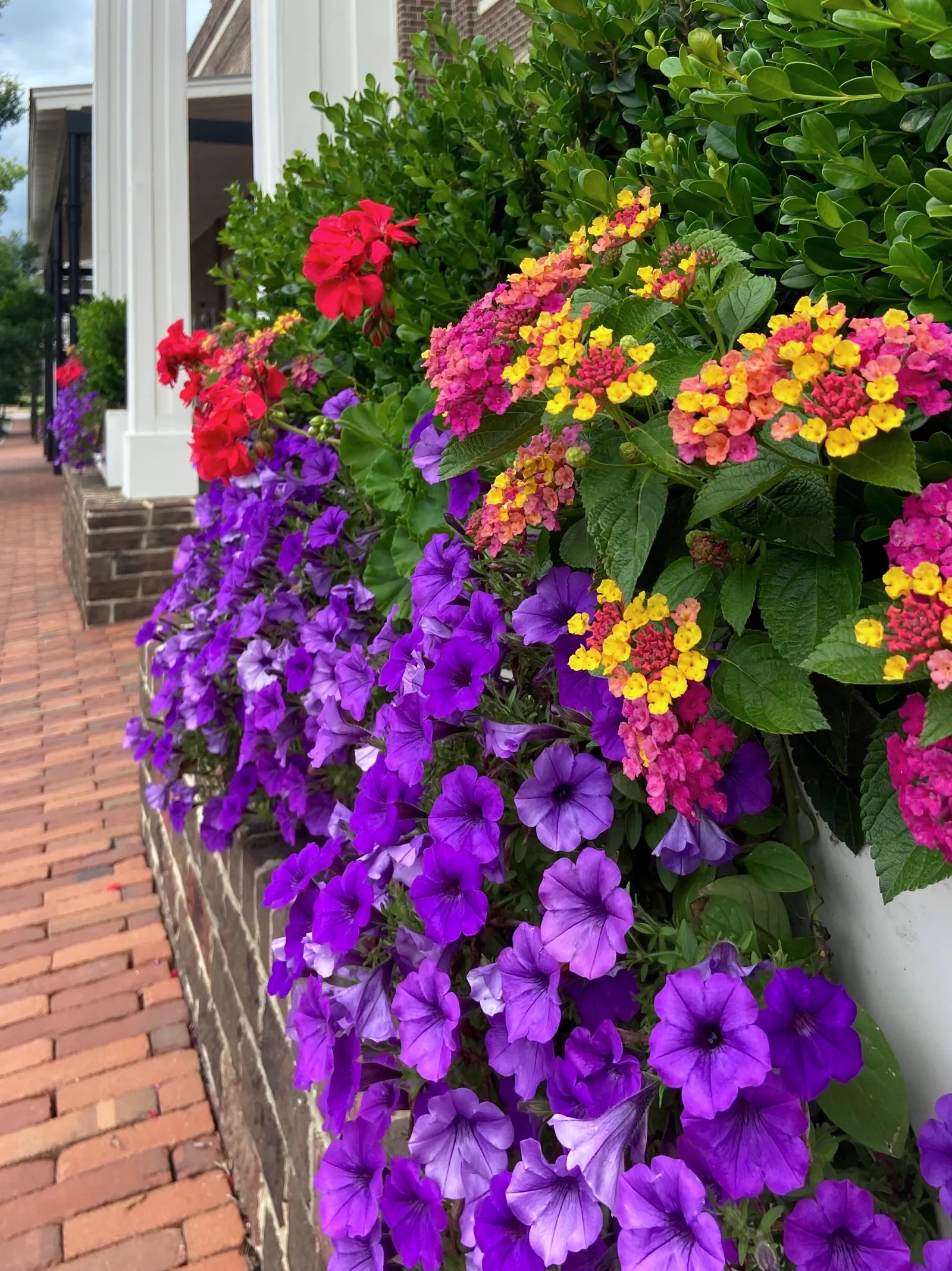 Royale Cosmo Lantana (Lantana camara) — Average watering is sufficient