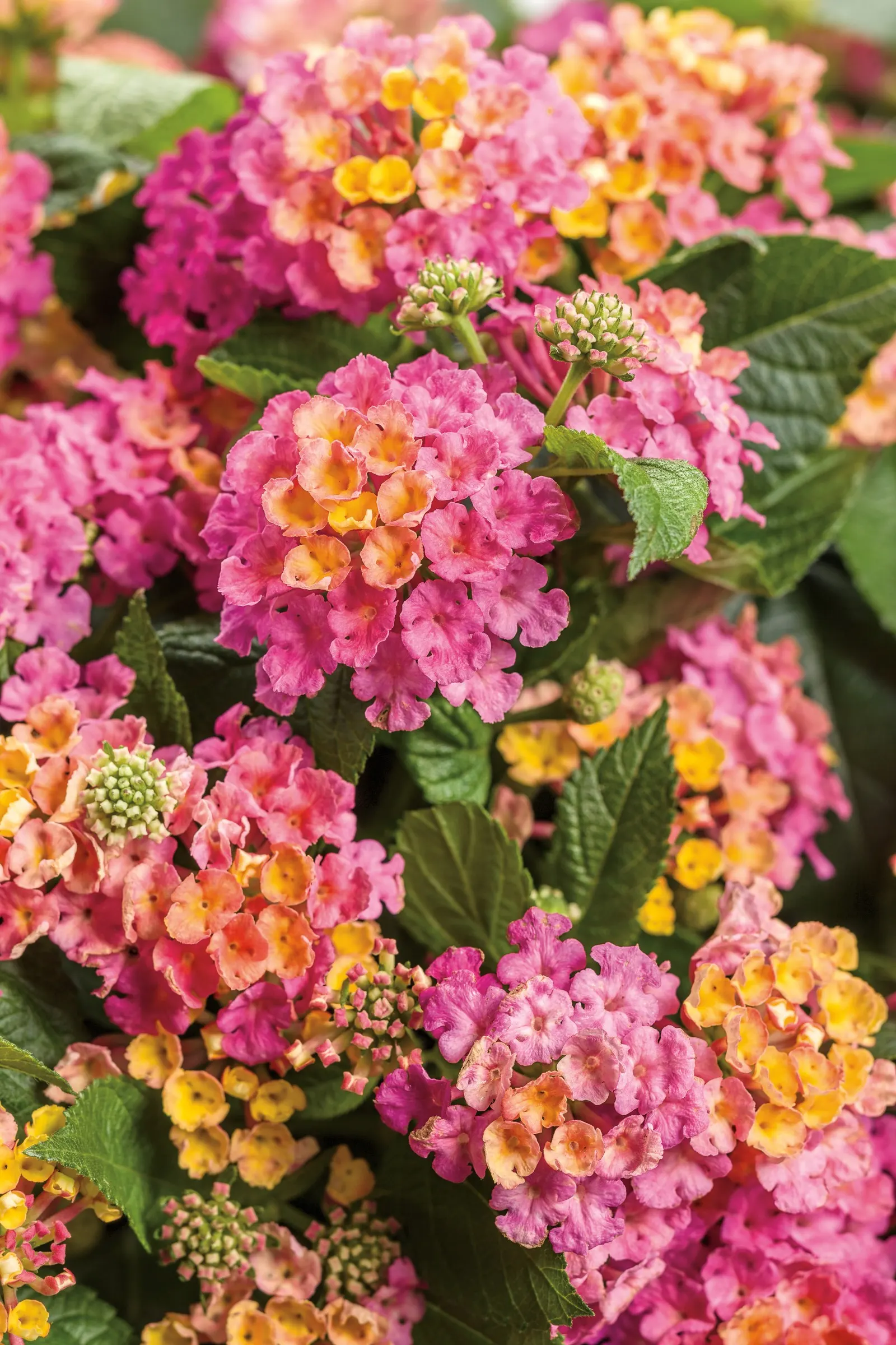 Royale Cosmo Lantana (Lantana camara) — heat-loving annual from the Proven Winners® collection; with some finding it stays in bloom with little to no seed set