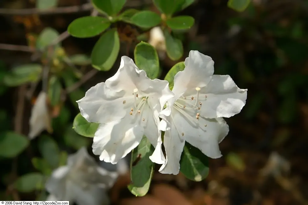 Treasure (Glen Dale) Azalea (Azalea 'Treasure') — Growing to about 2-4 feet high with an equal spread