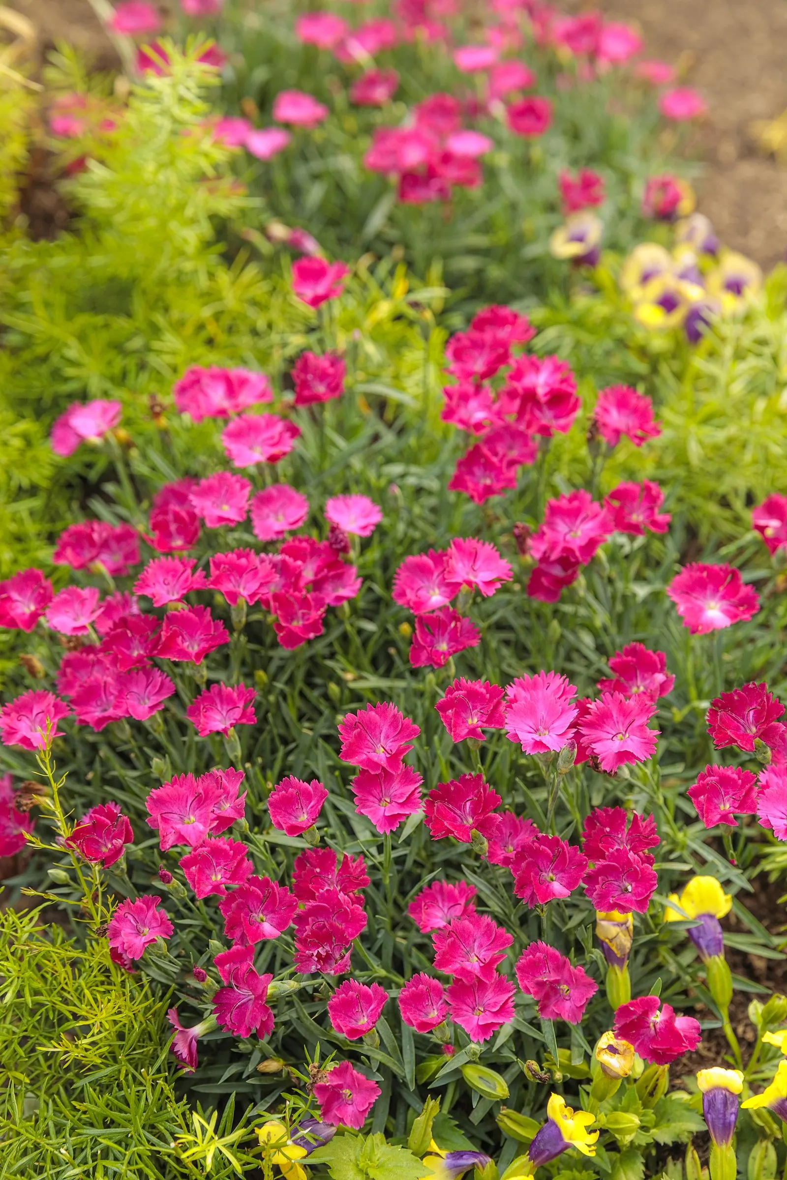 'Paint the Town Magenta' Pinks (Dianthus hybrid) — neutral to slightly alkaline soil; proven Winners - 'Paint the Town Magenta' - Pinks - Dianthus hybrid pink