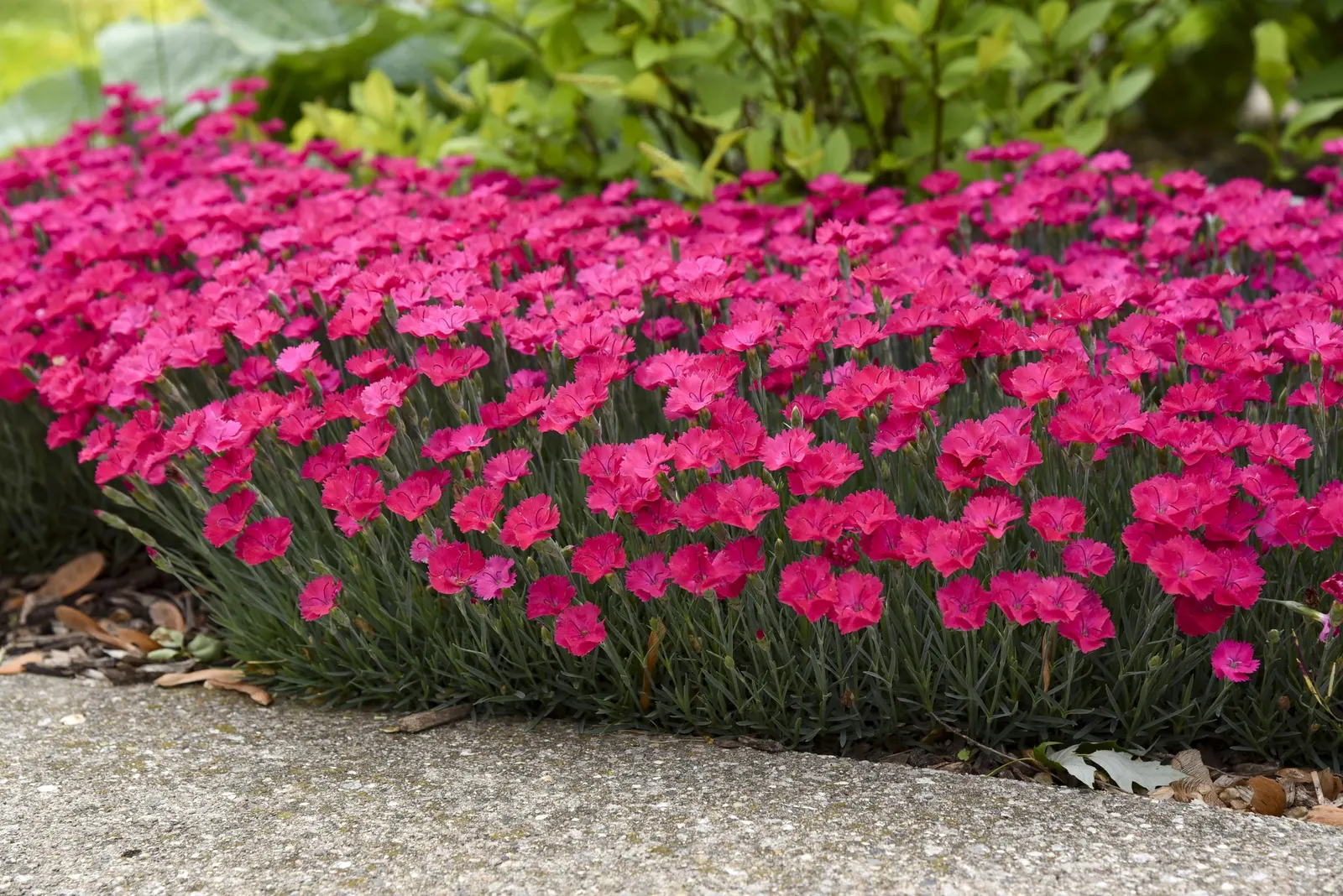 'Paint the Town Magenta' Pinks (Dianthus hybrid) — Proven Winners - 'Paint the Town Magenta' - Pinks - Dianthus hybrid pink magenta plant details