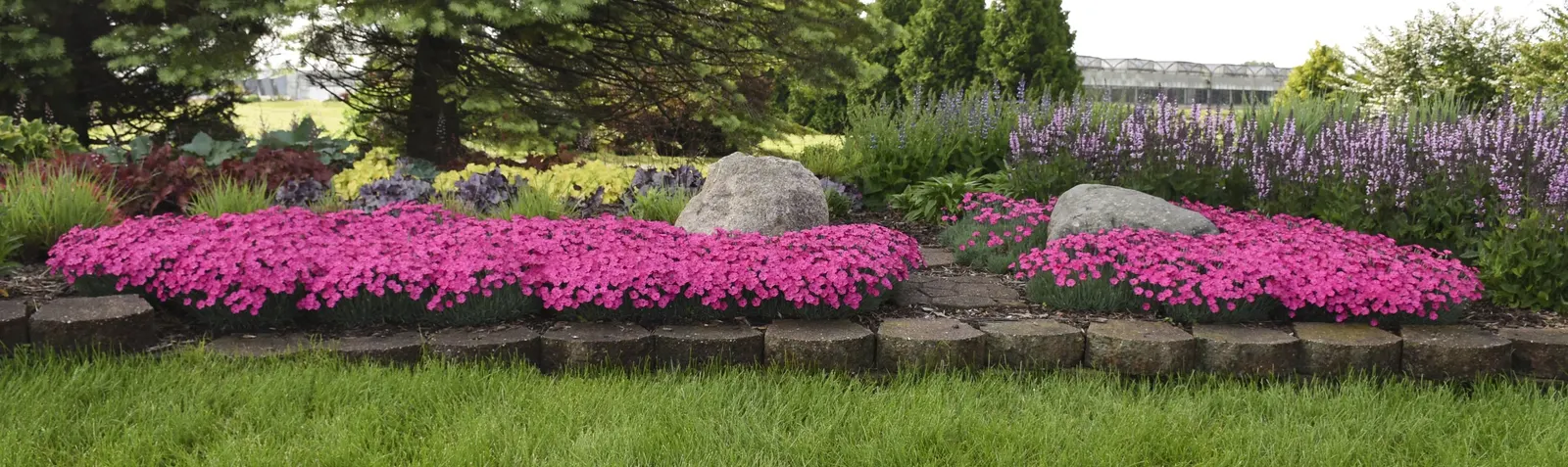 'Paint the Town Magenta' Pinks (Dianthus hybrid) — Grows best in sun to light shade and loose
