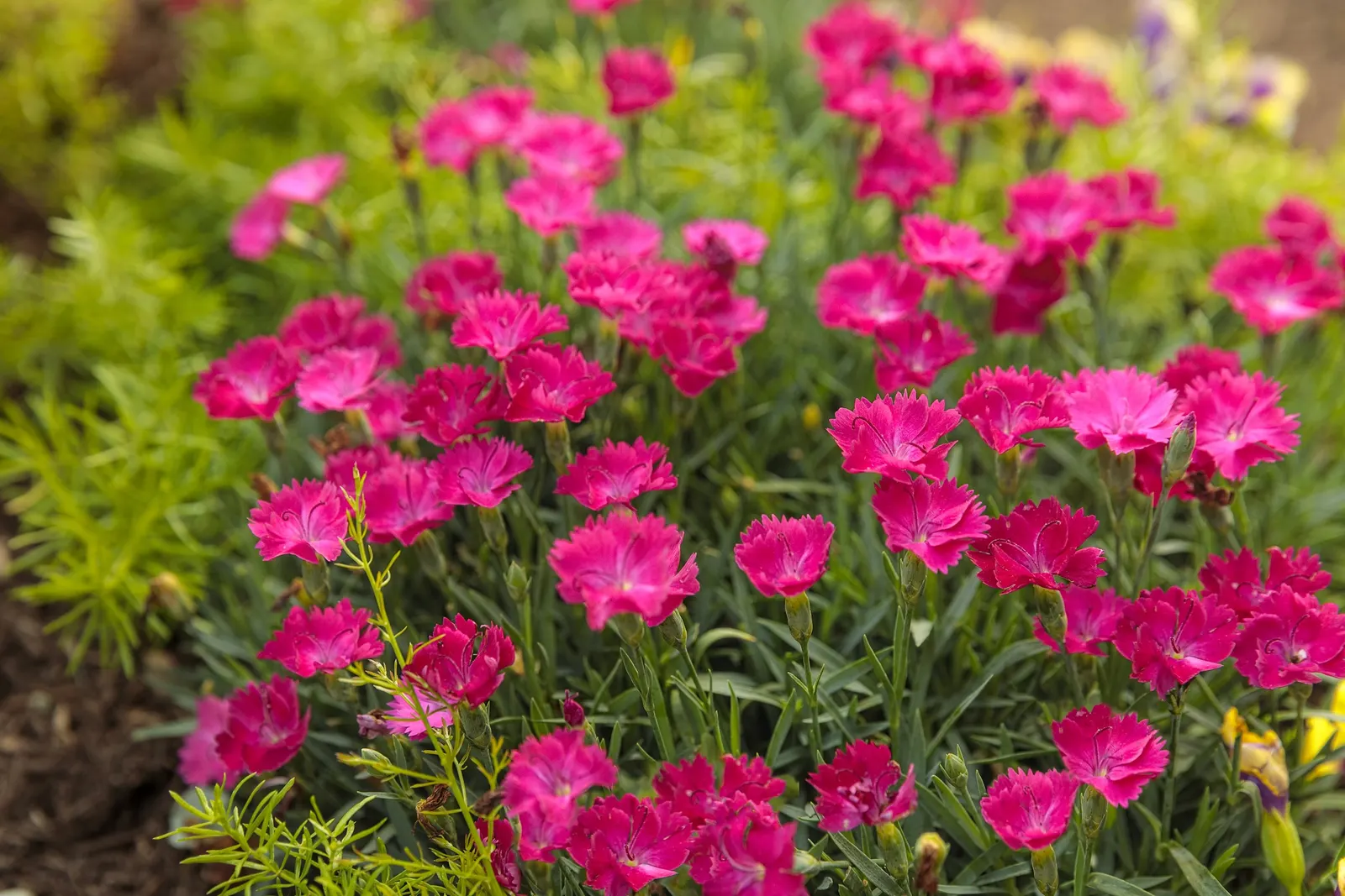 'Paint the Town Magenta' Pinks (Dianthus hybrid) — This brightly colored perennial produces single; pink flowers in the garden