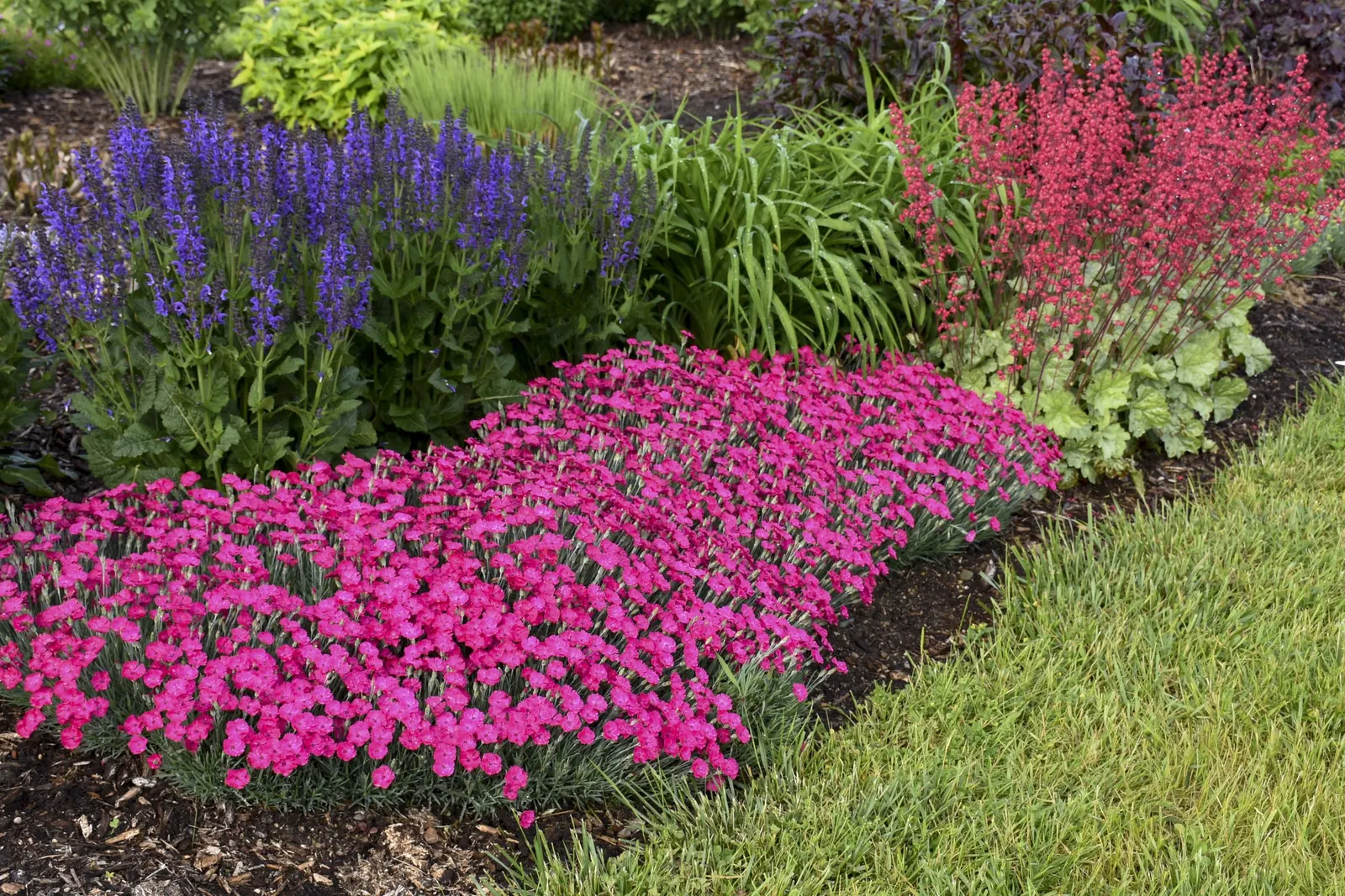 'Indiglo Girl' Perennial Salvia (Salvia hybrid) — It matures to 20-22 inches tall and wide, forming a vigorous, bushy mound