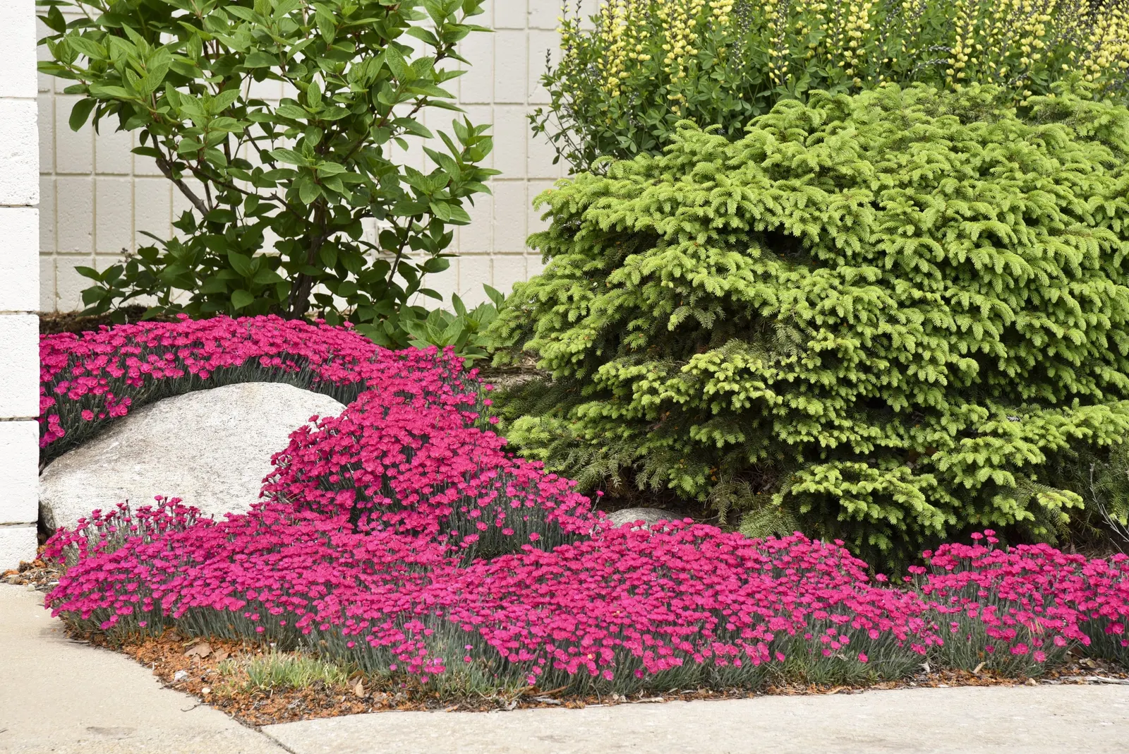 'Paint the Town Magenta' Pinks (Dianthus hybrid) — neutral to slightly alkaline soil