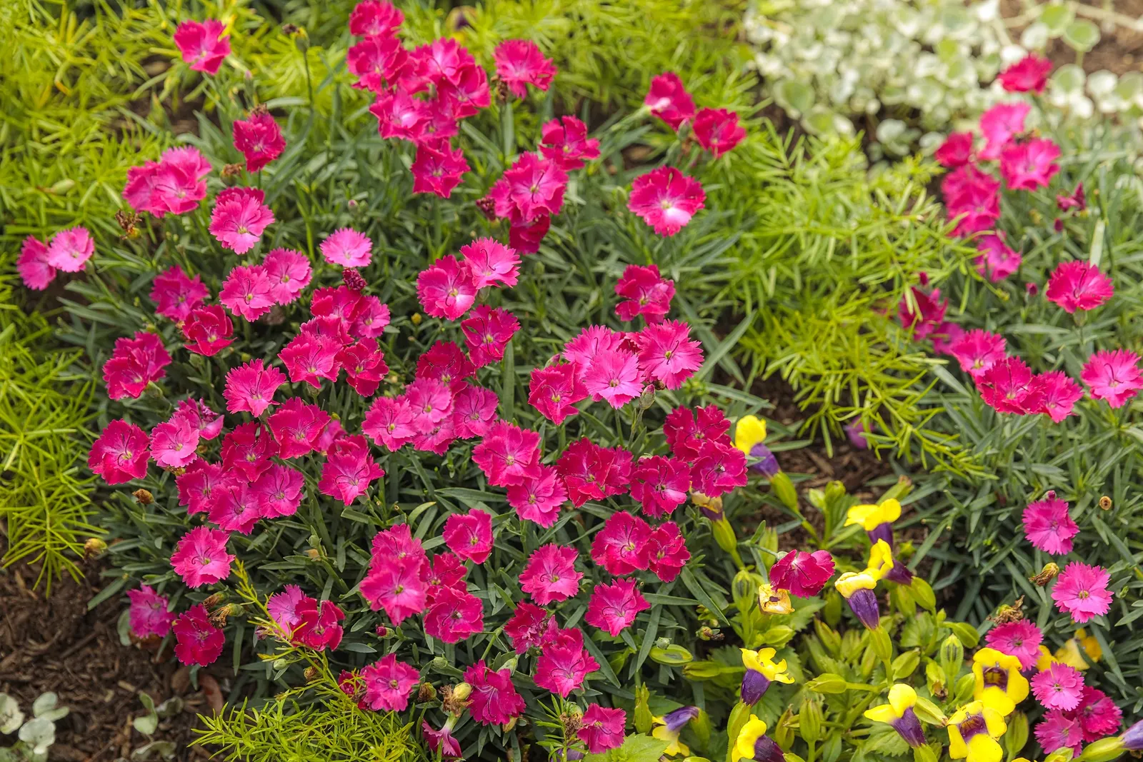 'Paint the Town Magenta' Pinks (Dianthus hybrid) — Use it to edge sunny borders and pathways., image 14