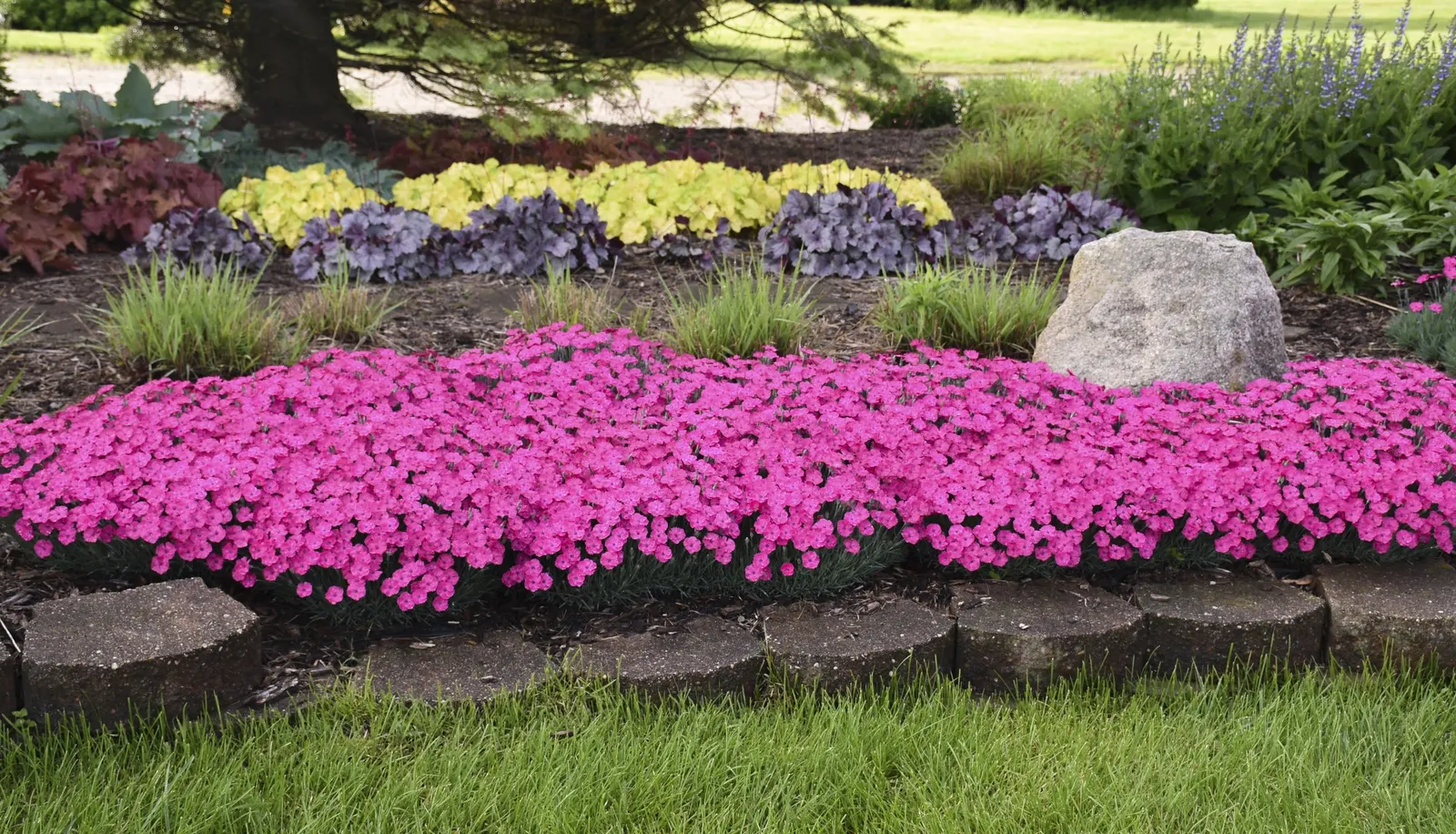 'Paint the Town Magenta' Pinks (Dianthus hybrid) — information and resources