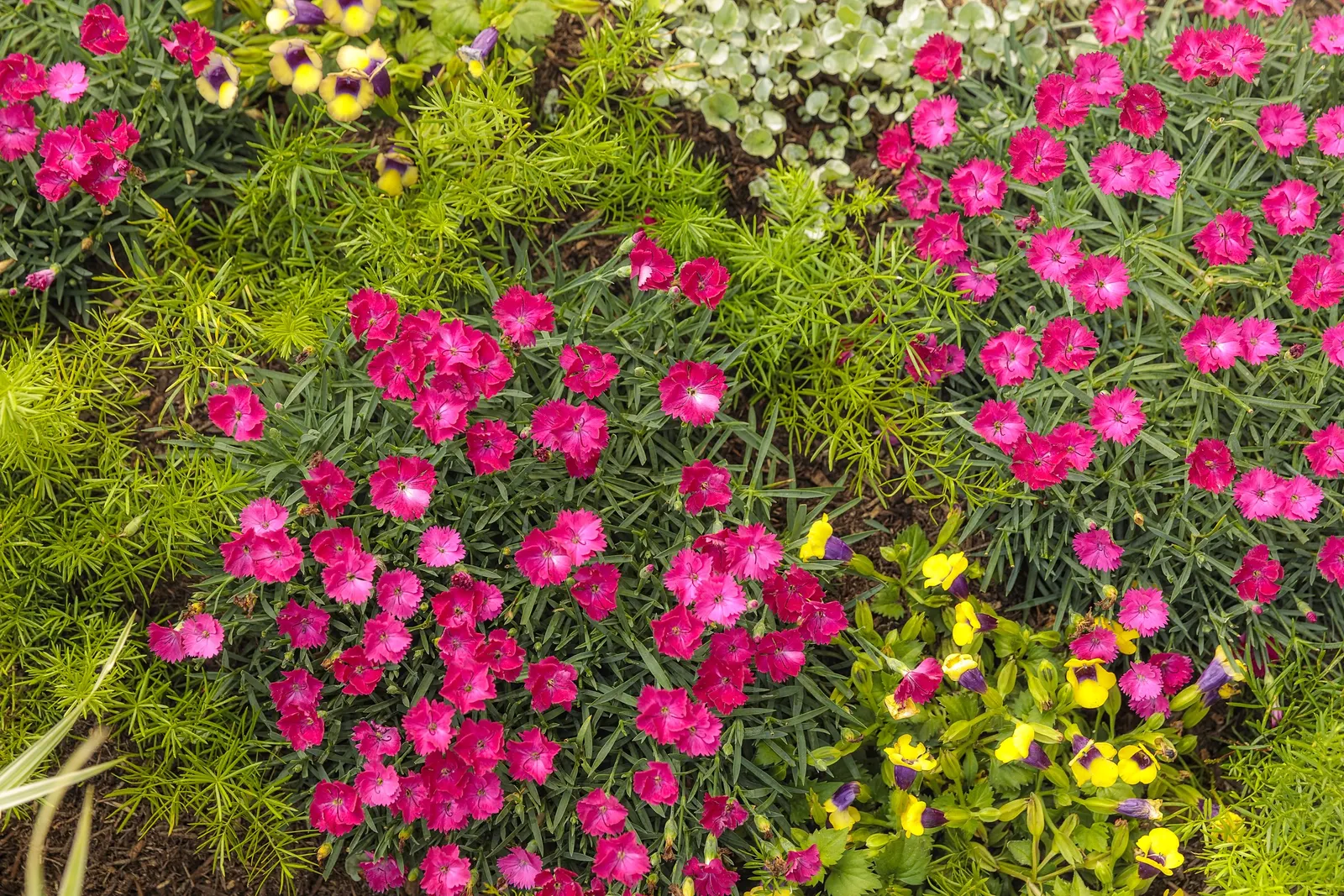 'Paint the Town Magenta' Pinks (Dianthus hybrid) — Grows best in sun to light shade and loose; this brightly colored perennial produces single