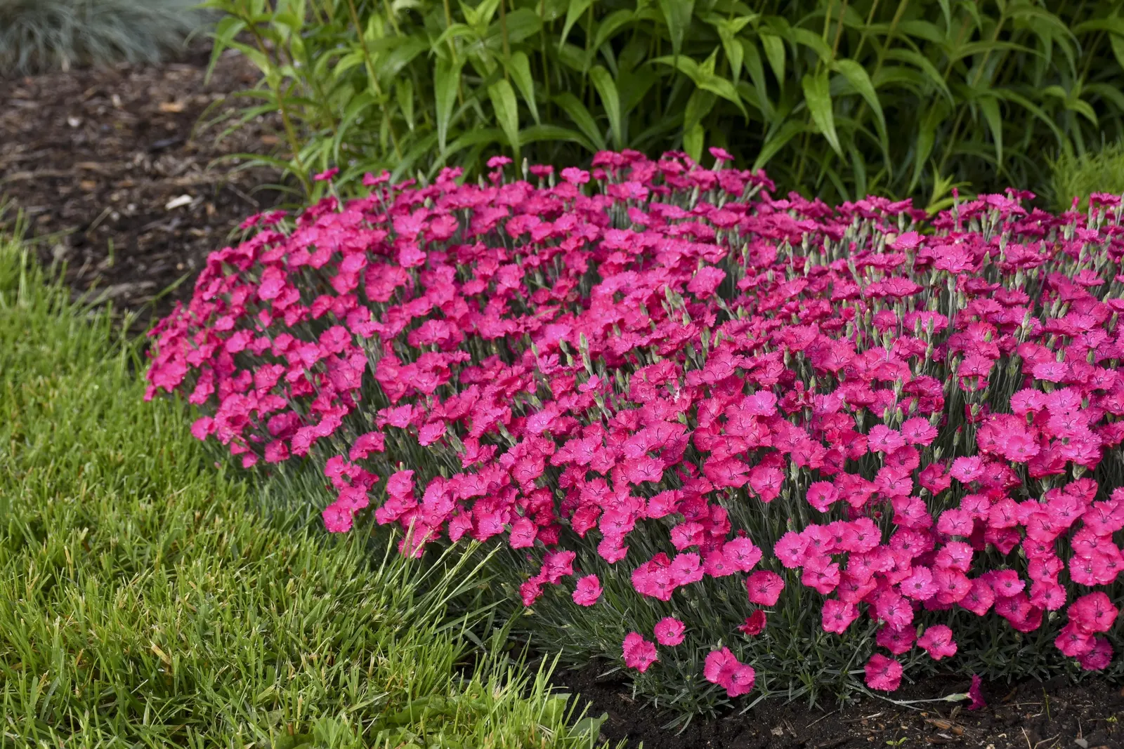 'Paint the Town Magenta' Pinks (Dianthus hybrid) — information and resources, image 11