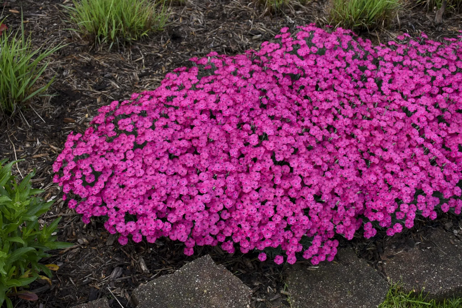 'Paint the Town Magenta' Pinks (Dianthus hybrid) — vibrant magenta pink flowers atop a low mound of glaucous blue foliage