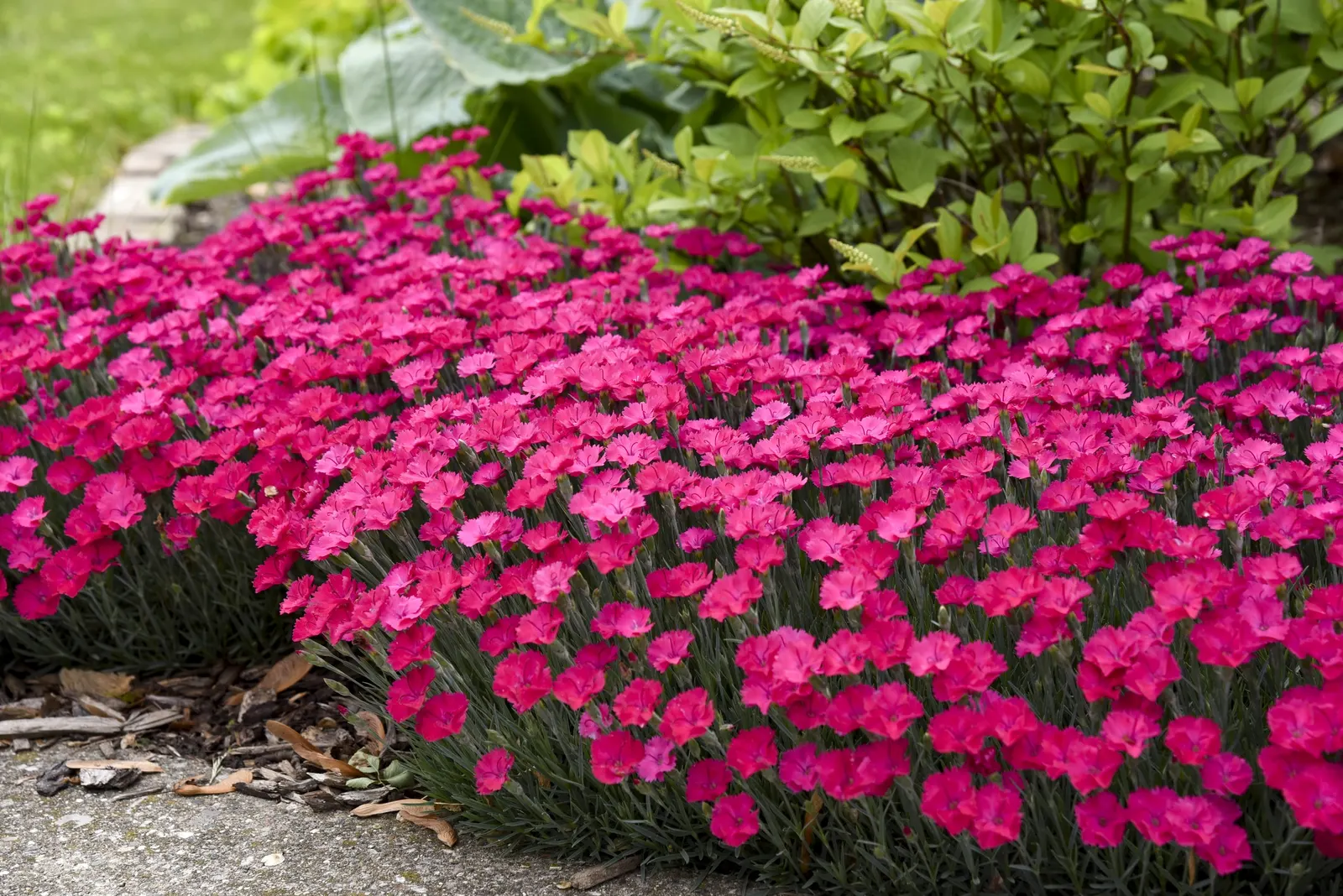 'Paint the Town Magenta' Pinks (Dianthus hybrid) — Tolerates dry soil for short periods, image 17