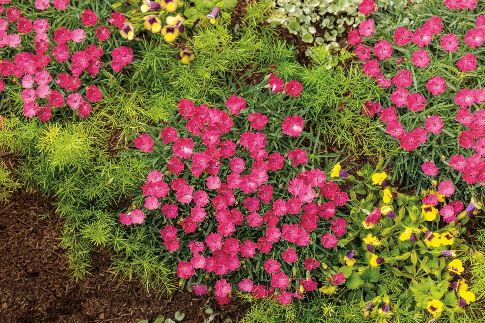'Paint the Town Magenta' Pinks (Dianthus hybrid) — Use it to edge sunny borders and pathways.