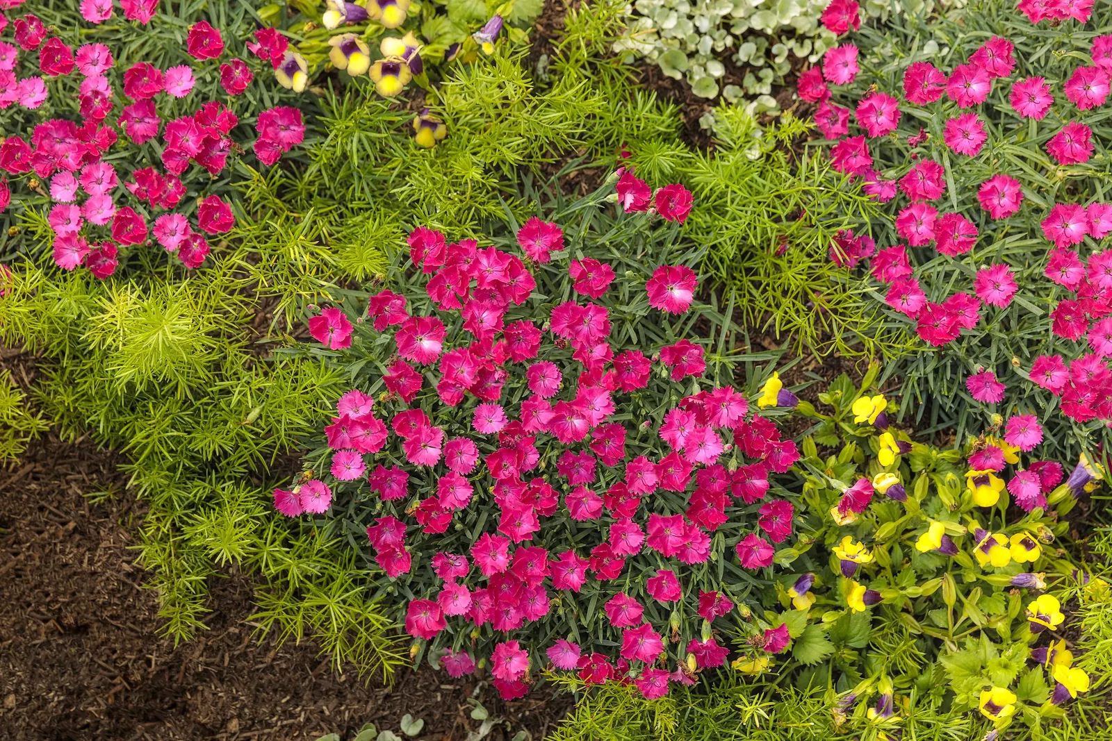 'Paint the Town Magenta' Pinks (Dianthus hybrid) — Tolerates dry soil for short periods