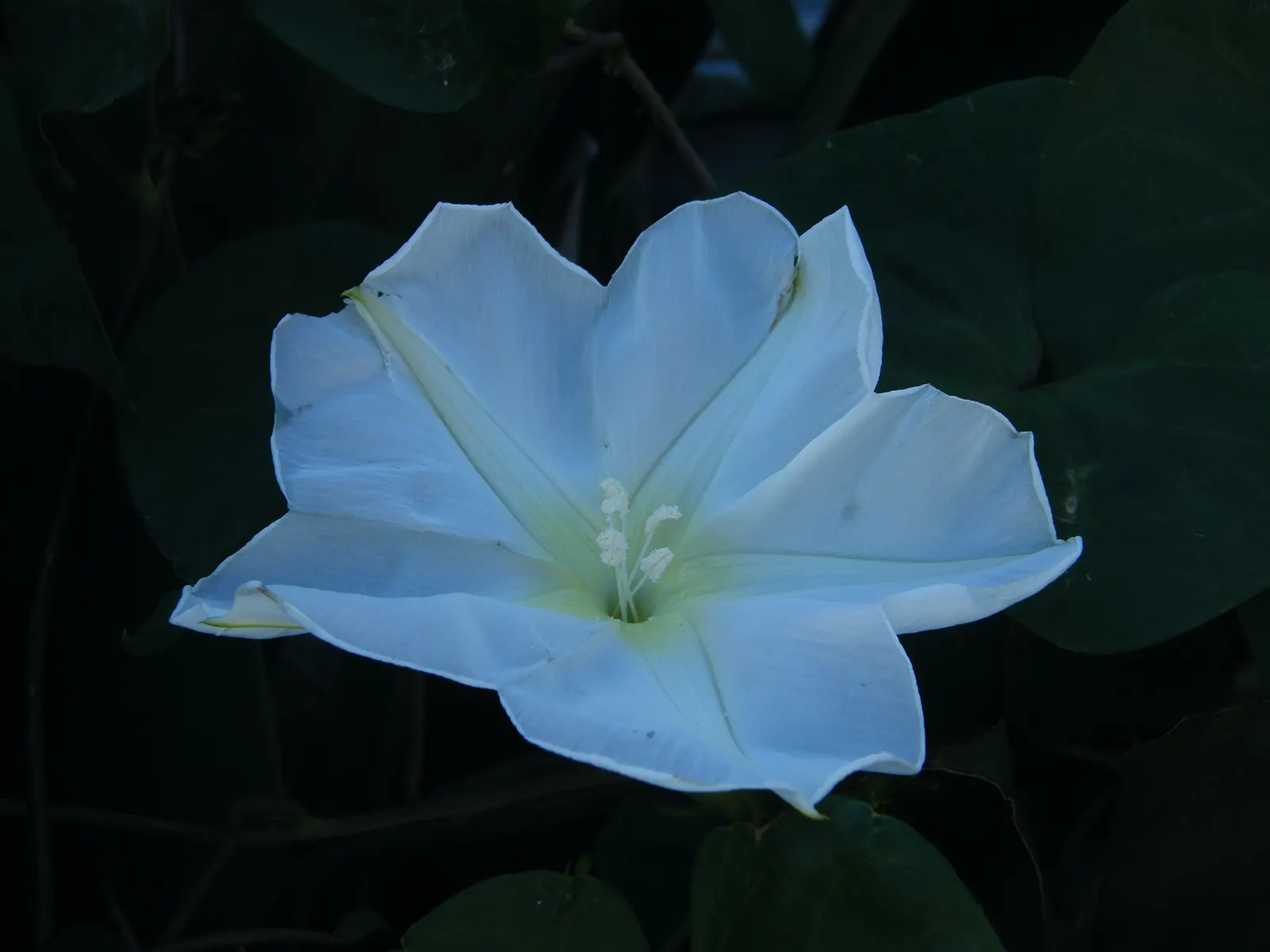 Moonflower (Ipomoea Alba) — While it has a fast growth rate