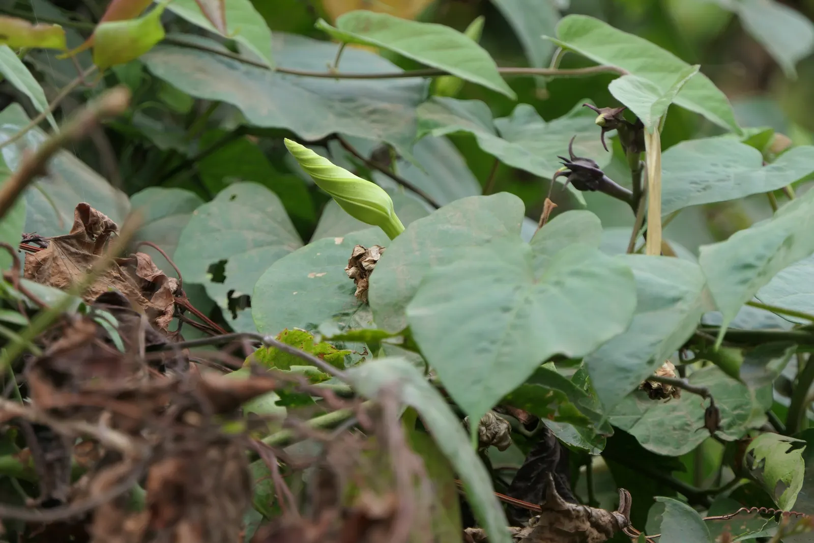 Moonflower (Ipomoea Alba) — Preferring well-drained soil, it thrives in USDA zones 10-12, with full sun to partial shade