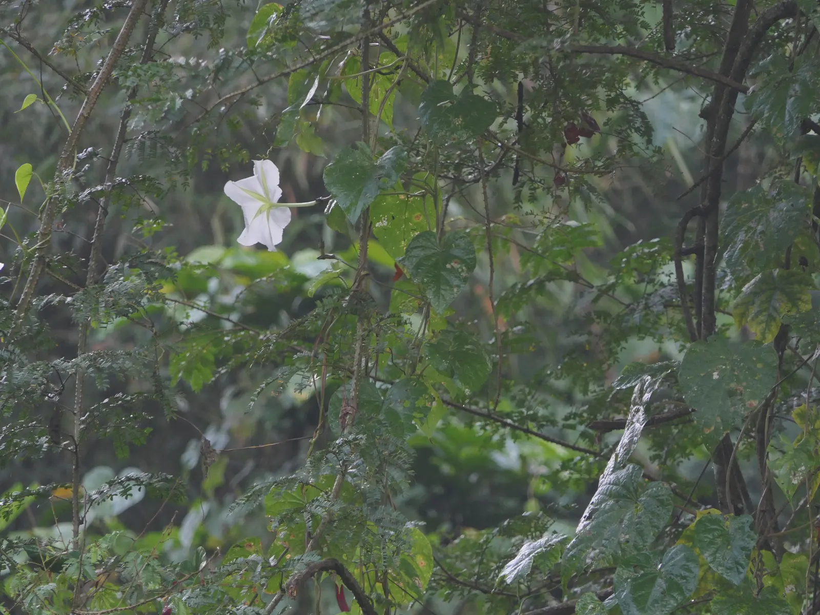 Moonflower (Ipomoea Alba) — The Moonflower requires well-draining soil with moderate moisture; these trumpet-shaped blossoms emit a subtle