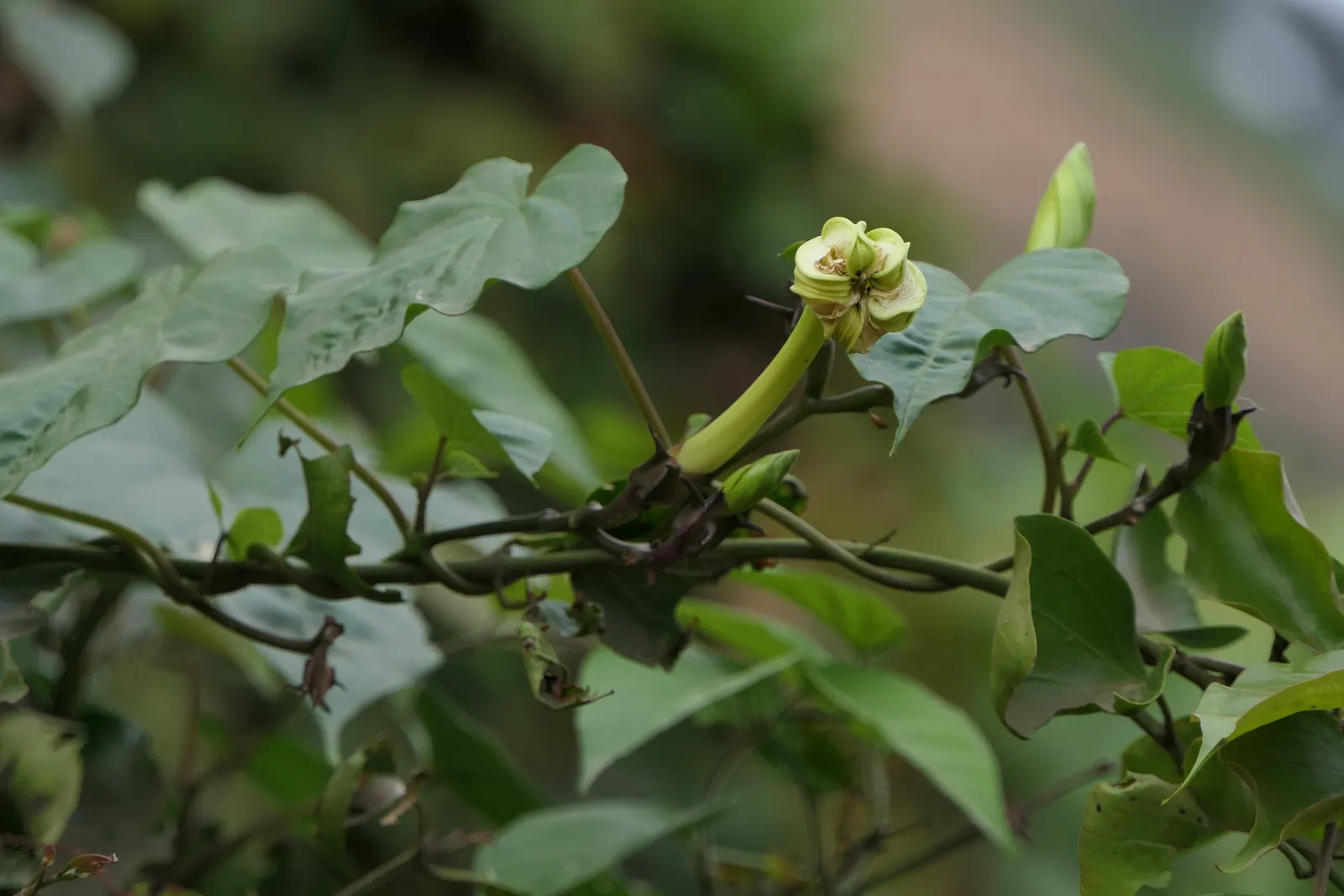 Moonflower (Ipomoea Alba) — vine with white blooms; sweet fragrance that intensifies at night