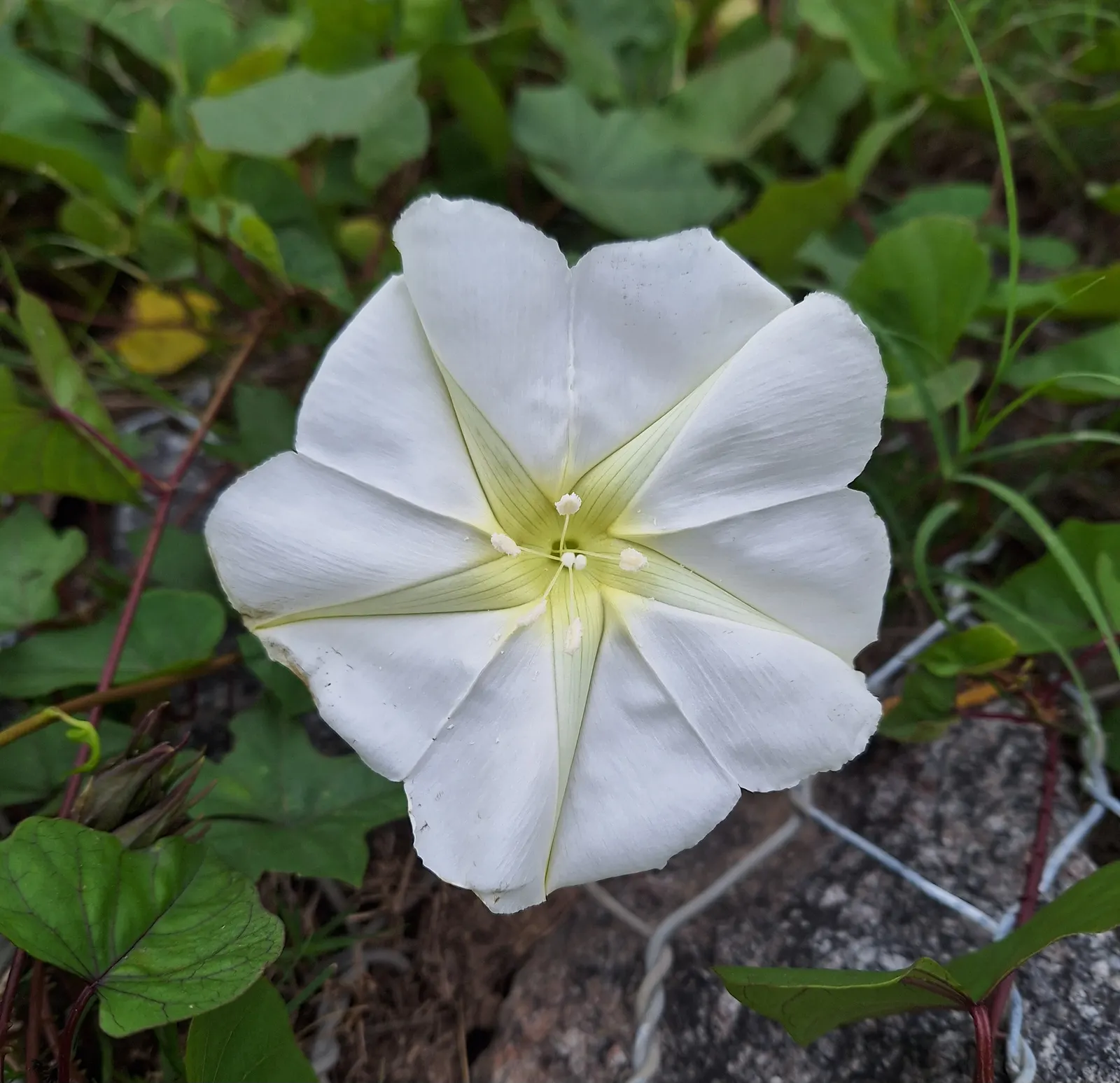 Moonflower (Ipomoea Alba) — is a captivating nocturnal bloomer perfect for clients seeking an evening garden spectacle; preferring well-drained soil, it