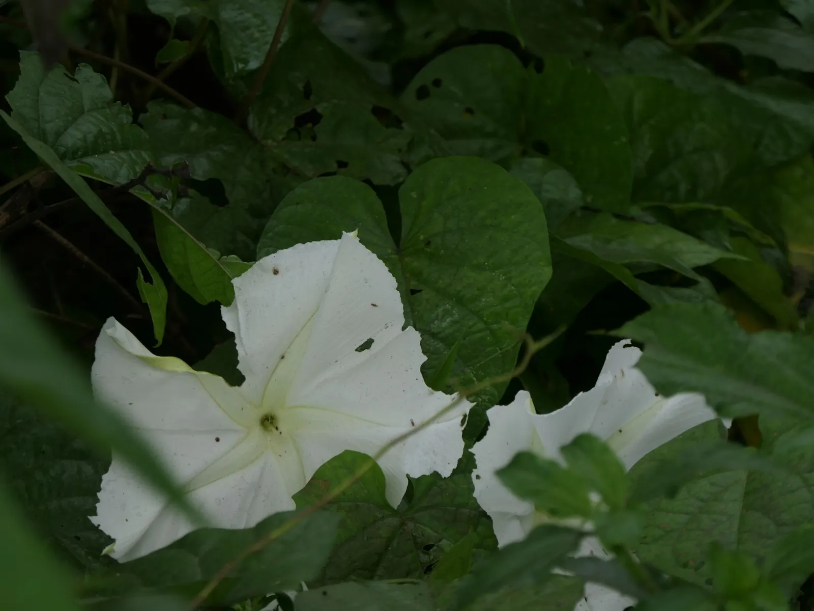 Moonflower (Ipomoea Alba) — white blossoms up to 6 inches in diameter at dusk; it's easily managed with pruning and provides instant charm as it, image 51