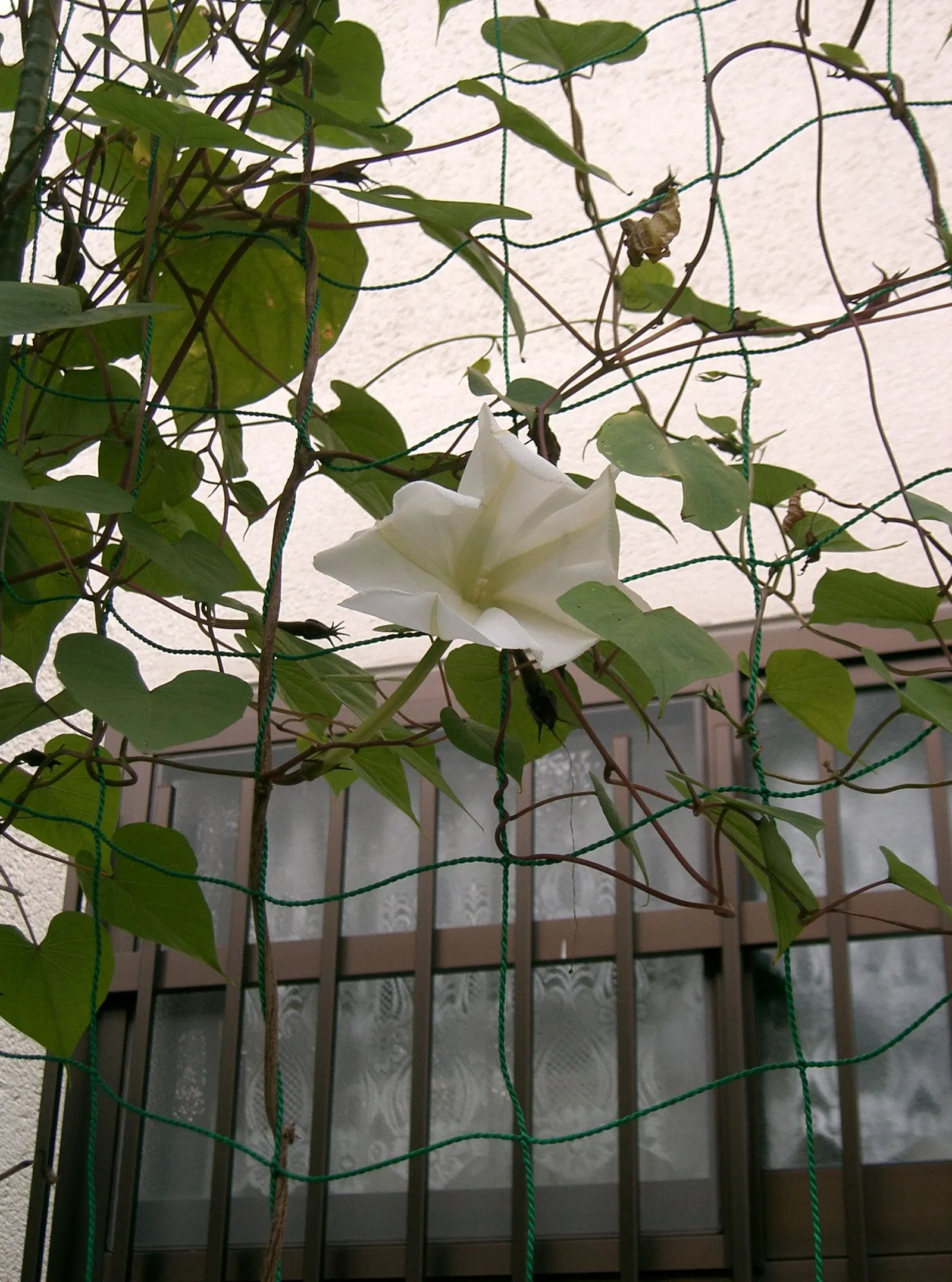 Moonflower (Ipomoea Alba) — To maintain a neat appearance and encourage more blooms, deadhead spent flowers regularly