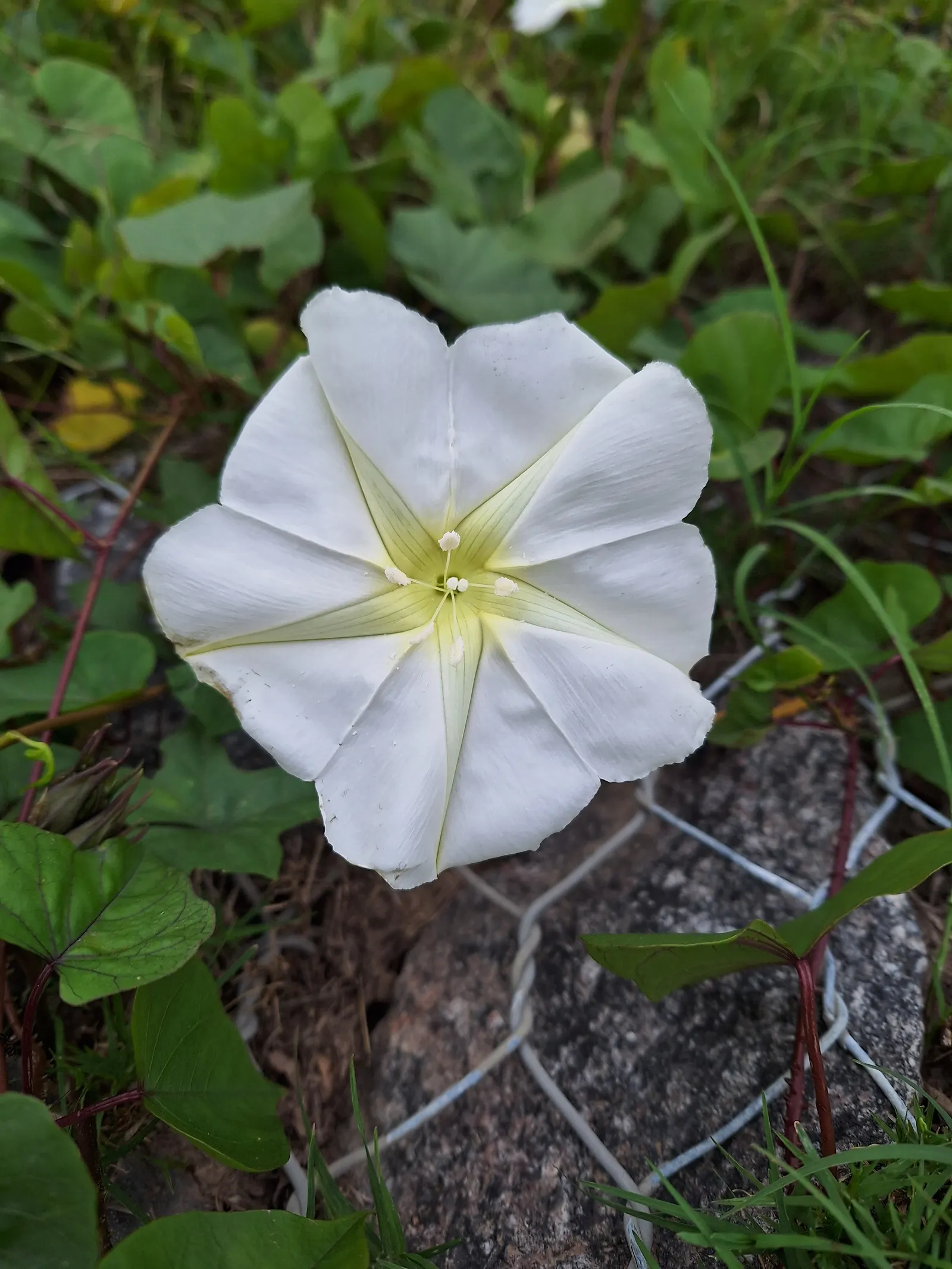 Moonflower (Ipomoea Alba) — Preferring well-drained soil, it thrives in USDA zones 10-12, with full sun to partial shade; is a captivating nocturnal bloomer