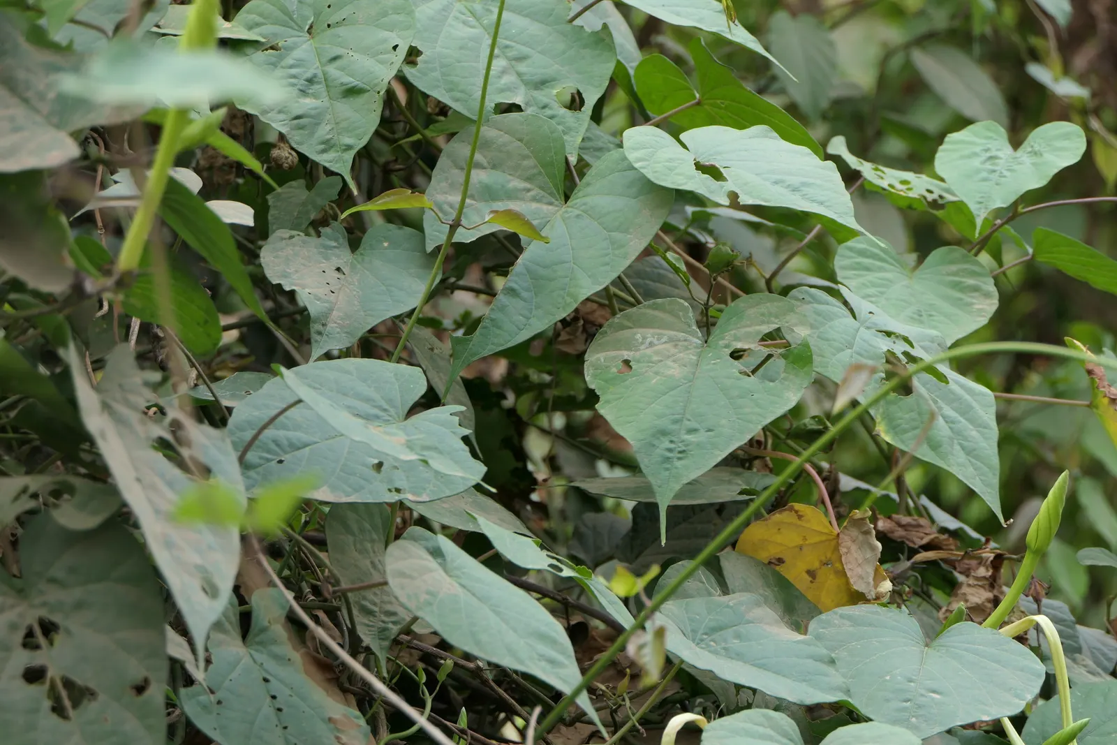 Moonflower (Ipomoea Alba) — white flowers in the garden